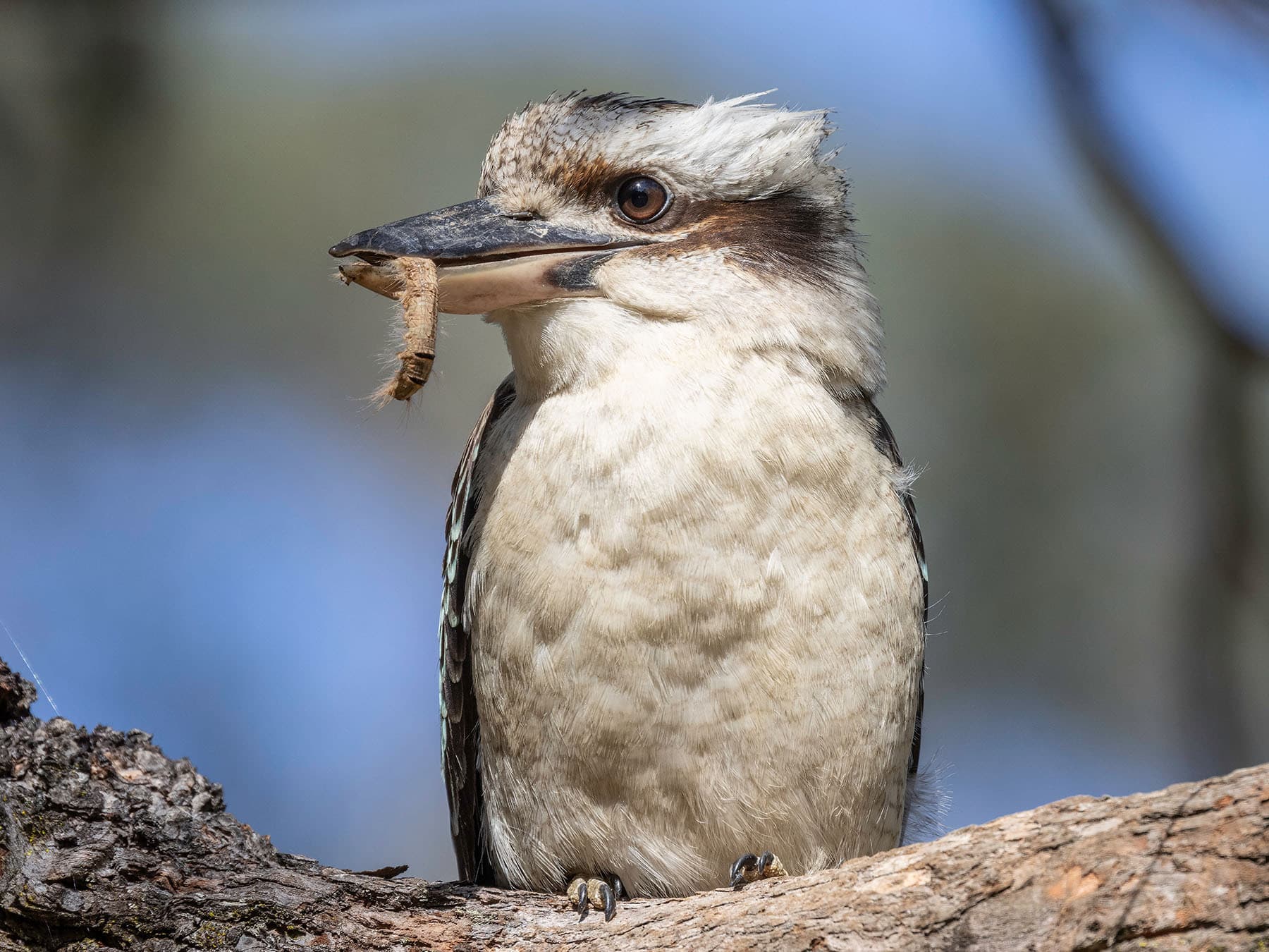 Laughing Kookaburra feeding on prey