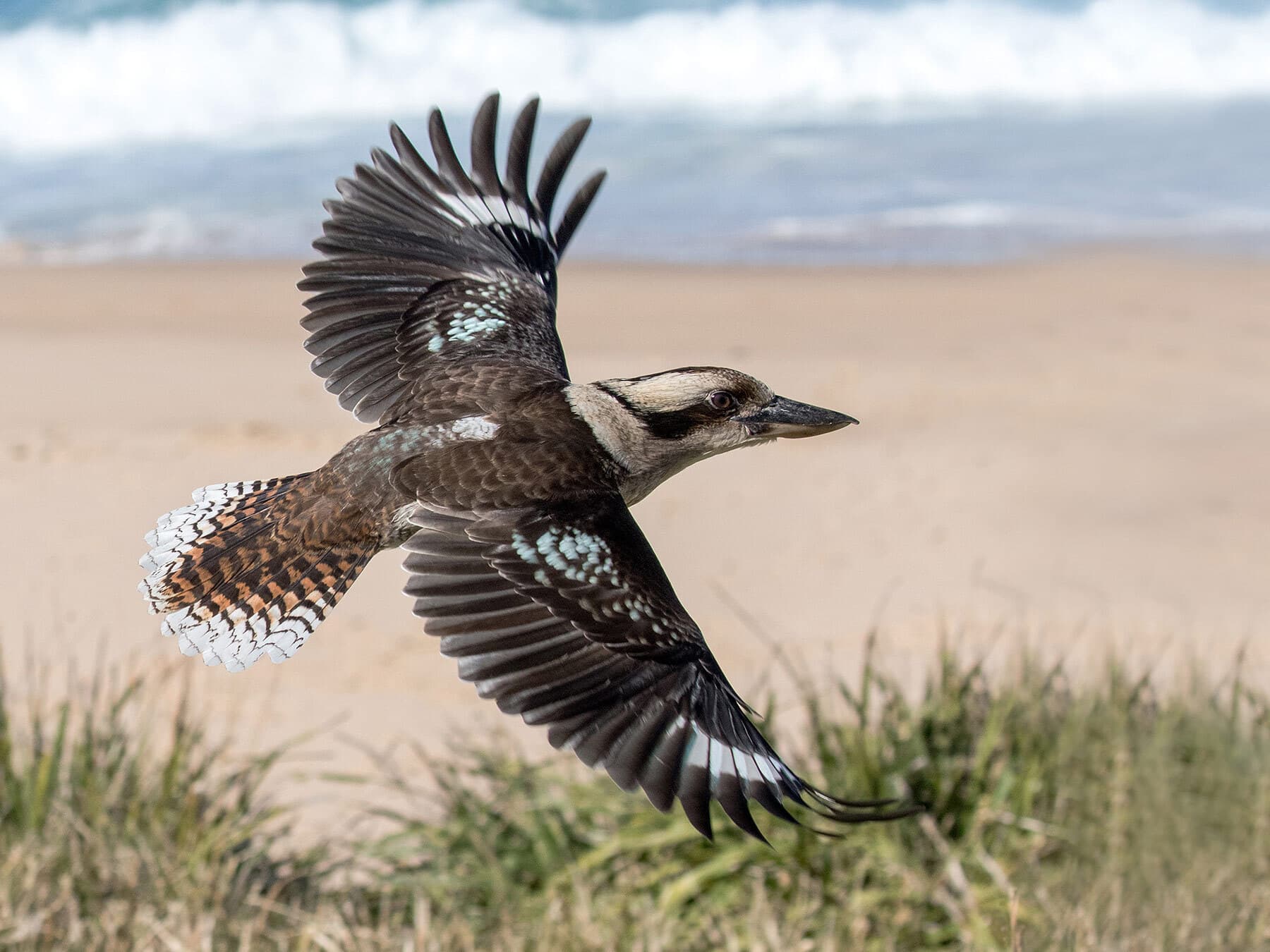 Laughing kookaburra flight
