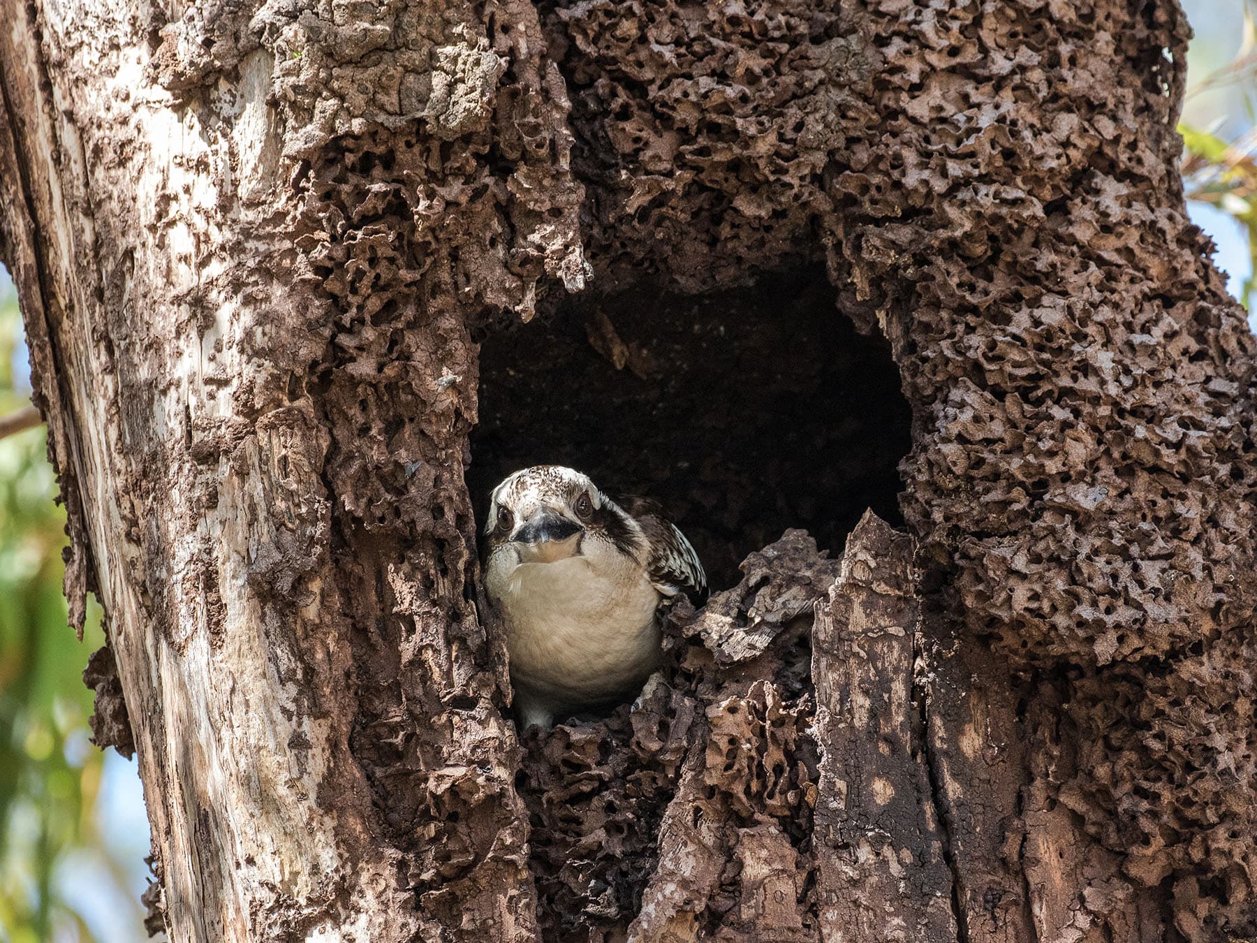Laughing Kookaburra in nest cavity