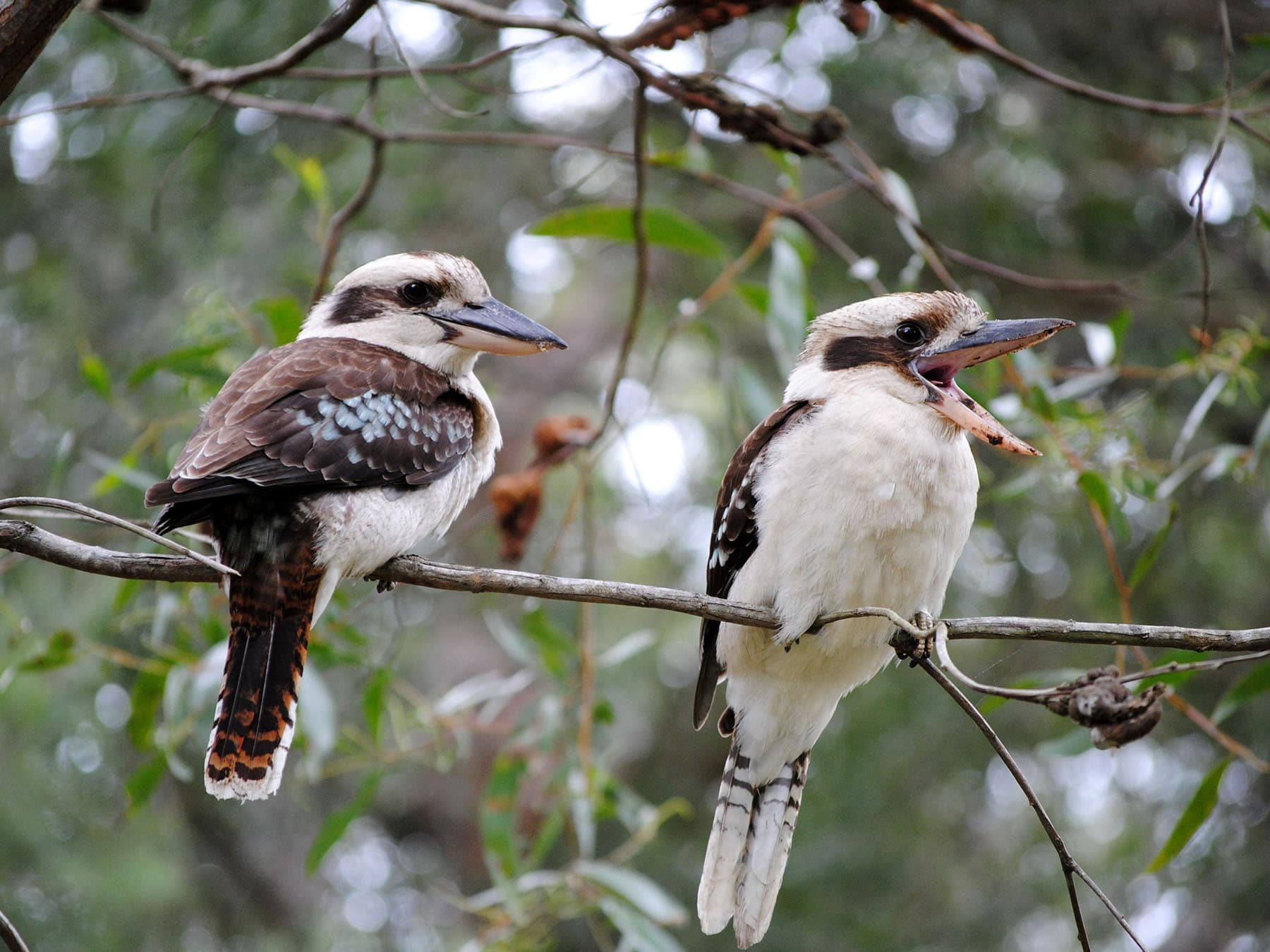 A pair of Laughing Kookaburras perched in a tree