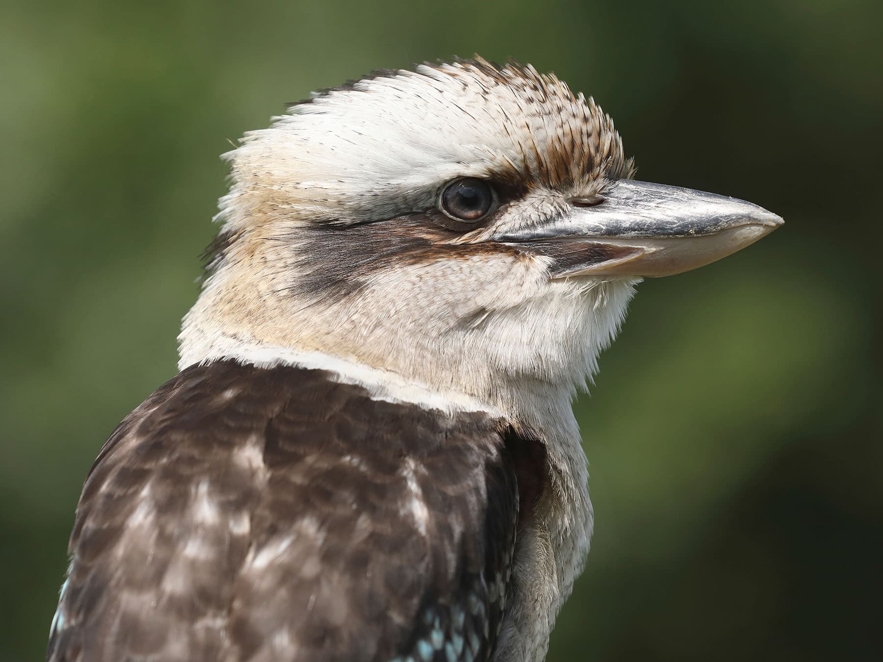 Laughing Kookaburra close up portrait