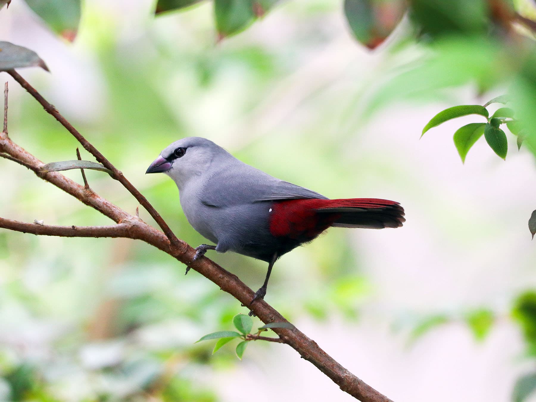 Lavender Waxbill perching on branch