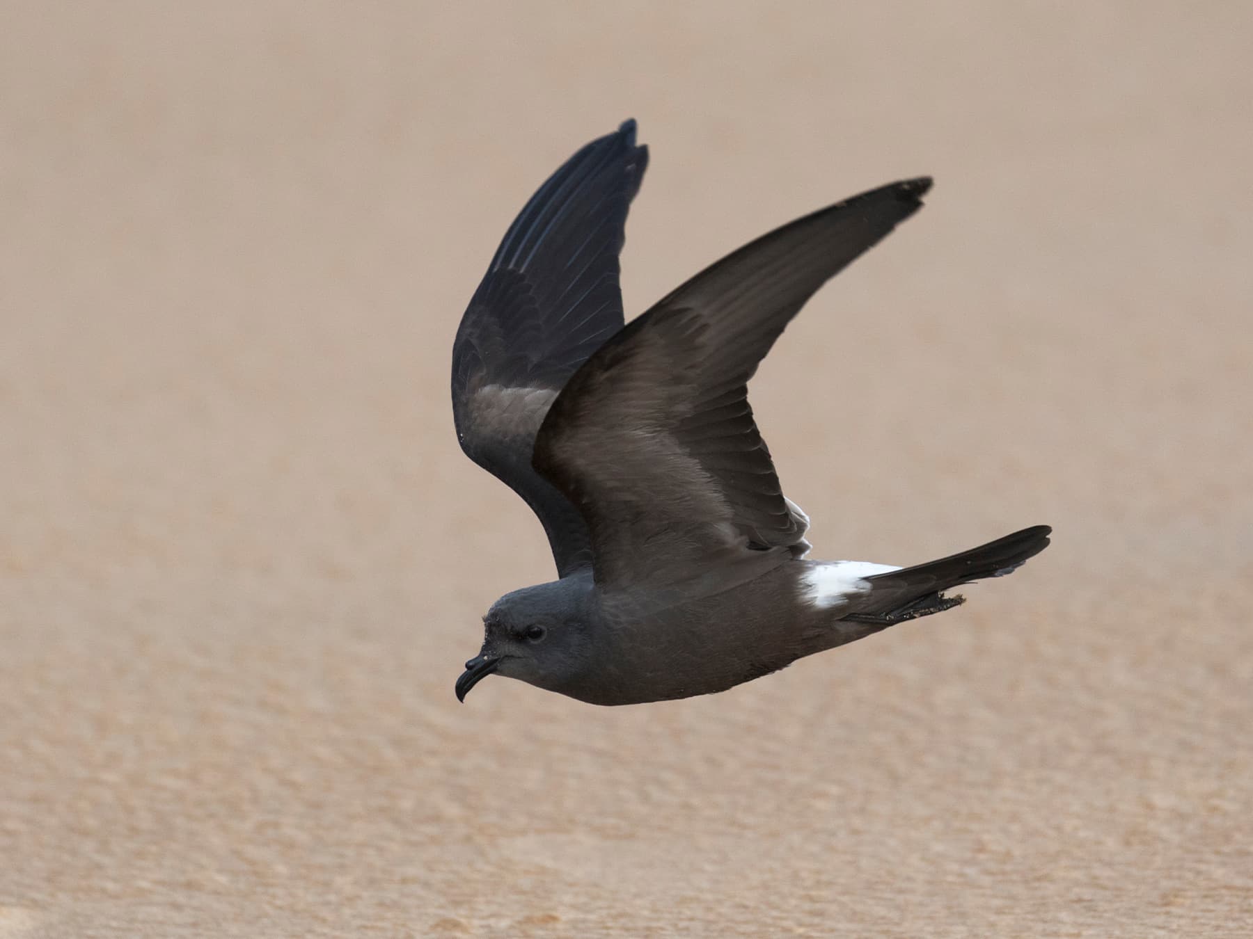 Leach's Petrel in-flight over the sea