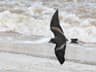 Leach's Storm-petrel