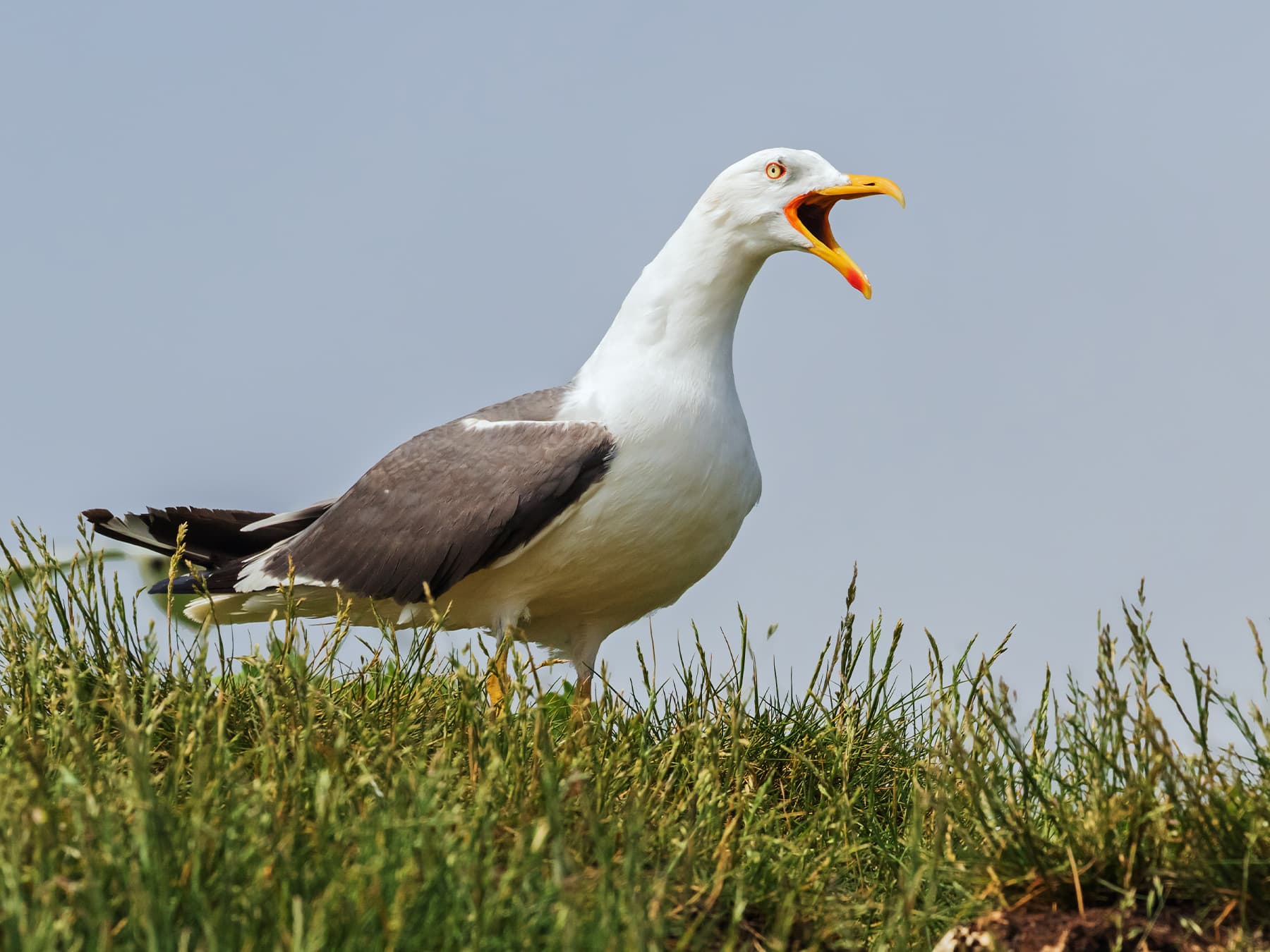 Lesser Black-Backed Gull calling out