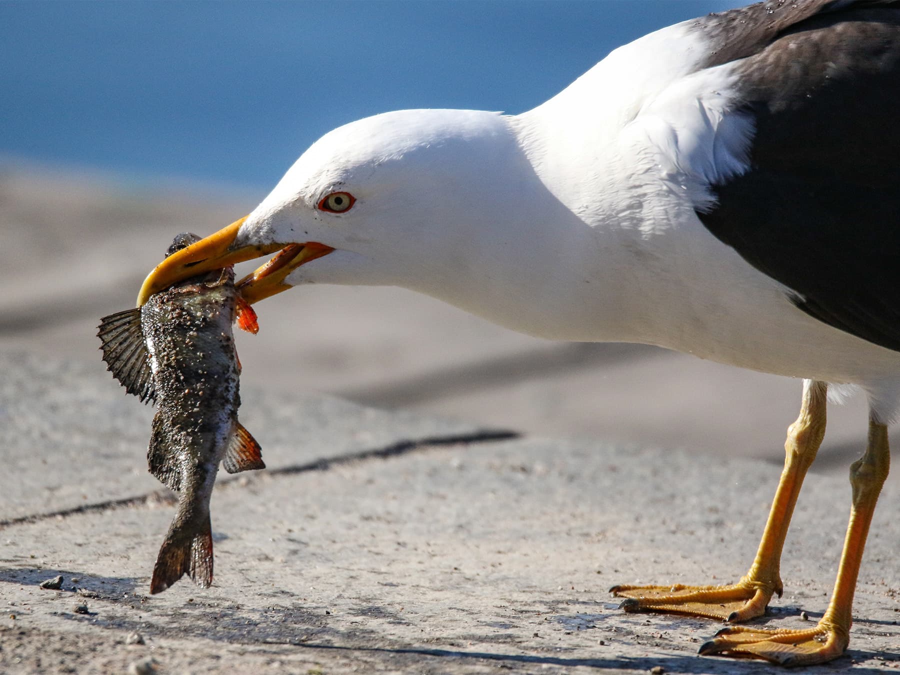 Lesser Black-Backed Gull feeding on fish