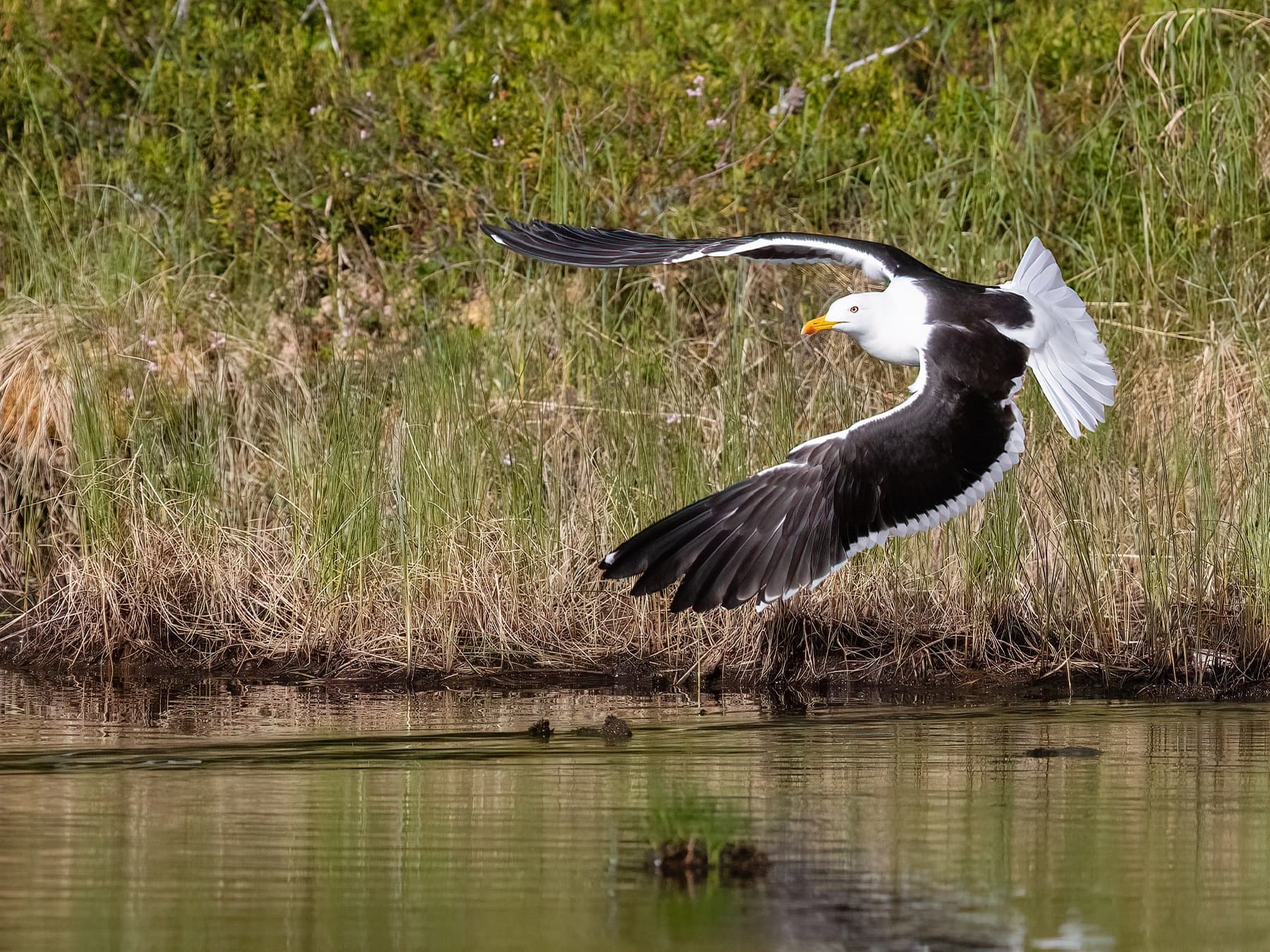 Lesser Black-Backed Gull in-flight