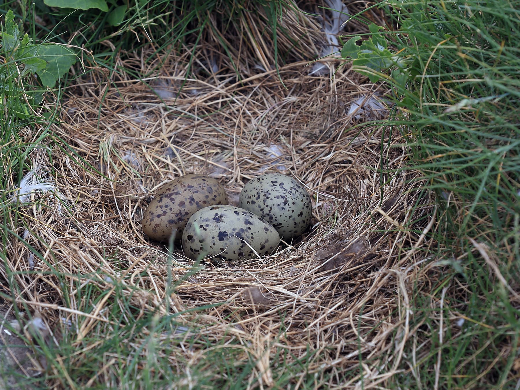 Nest of a Lesser Black-Backed Gull with three eggs