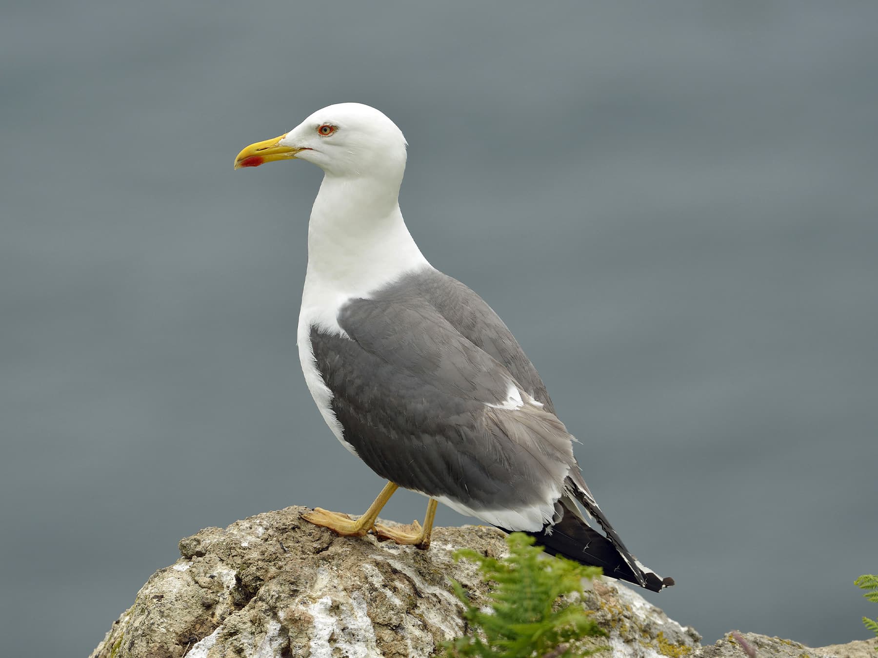 Lesser Black-Backed Gull standing on the rocks in coastal habitat