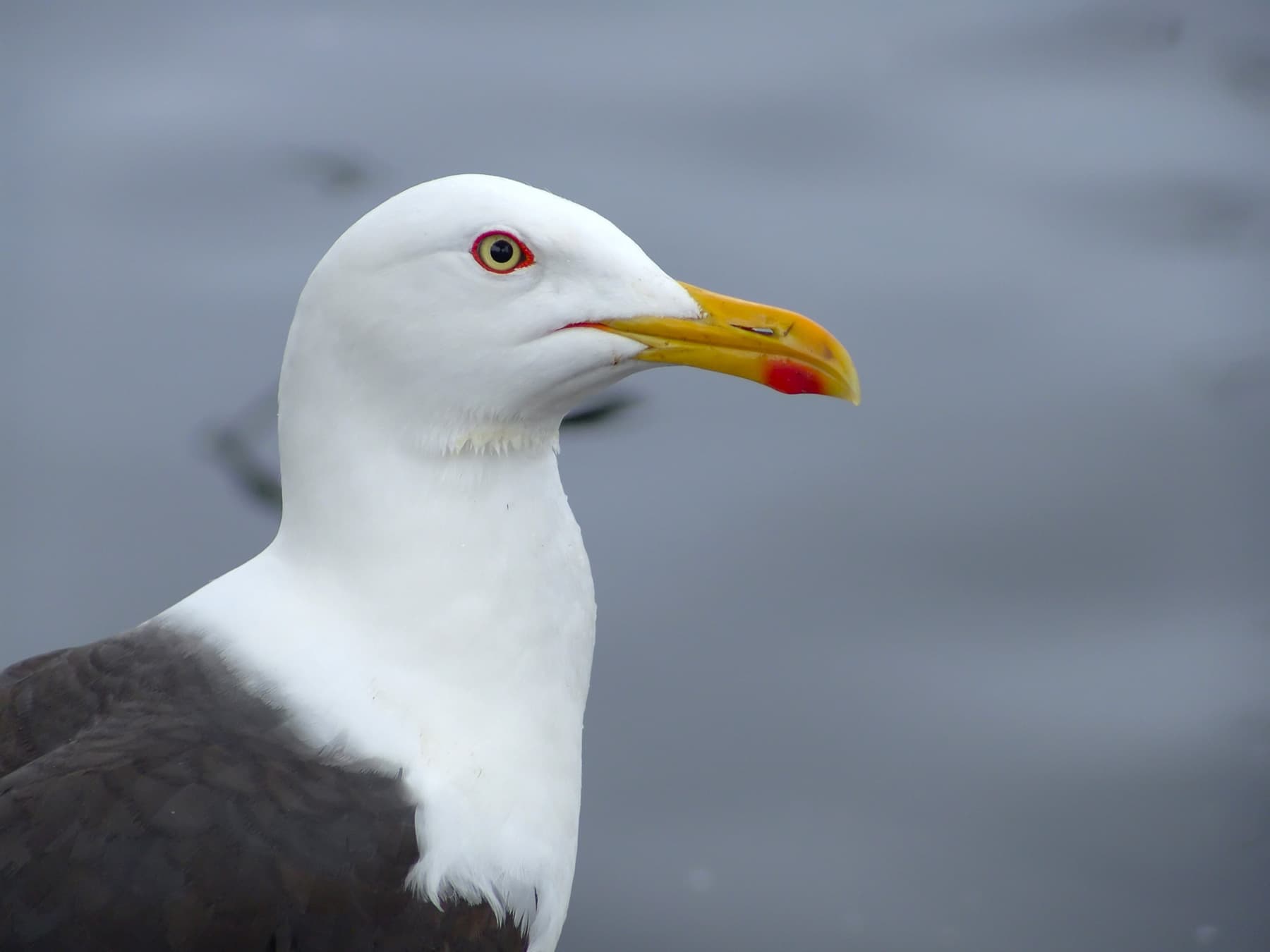 Lesser Black-Backed Gull portrait
