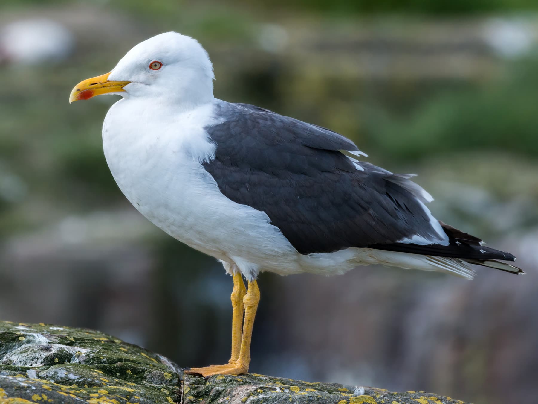 Lesser Black-Backed Gull resting on the rocks