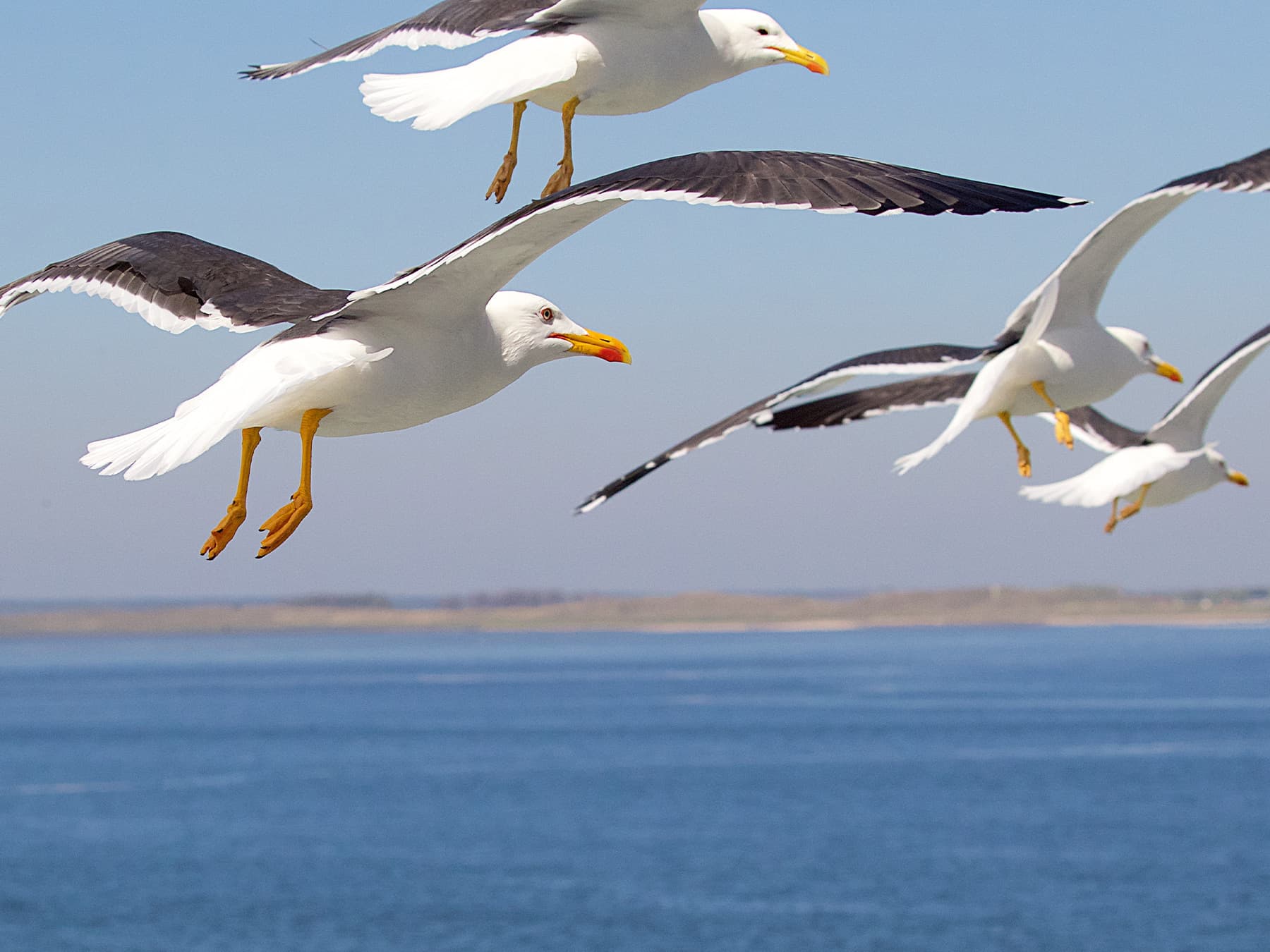 Flock of Lesser Black-Backed Gulls in-flight