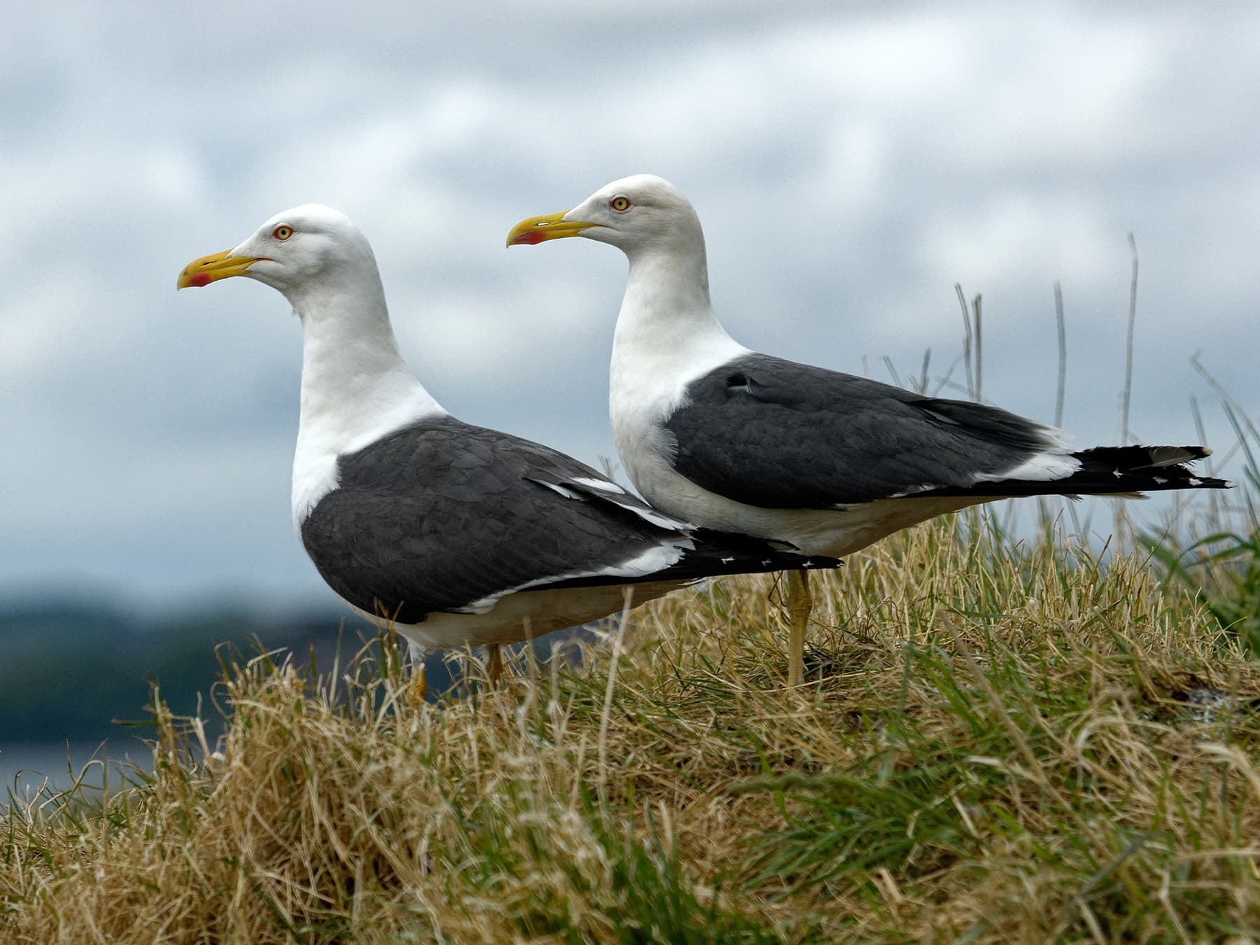 Pair of Lesser Black-Backed Gulls in coastal habitat