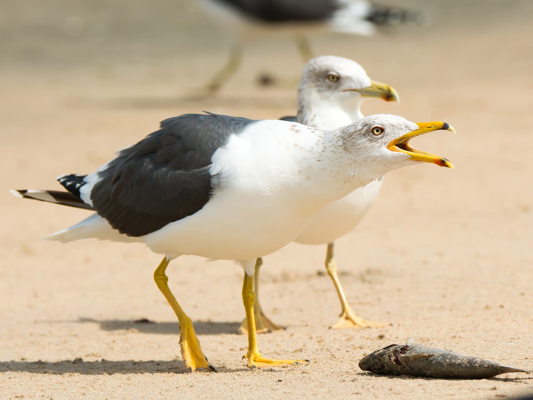 Lesser Black-Backed Gulls on a sandy beach