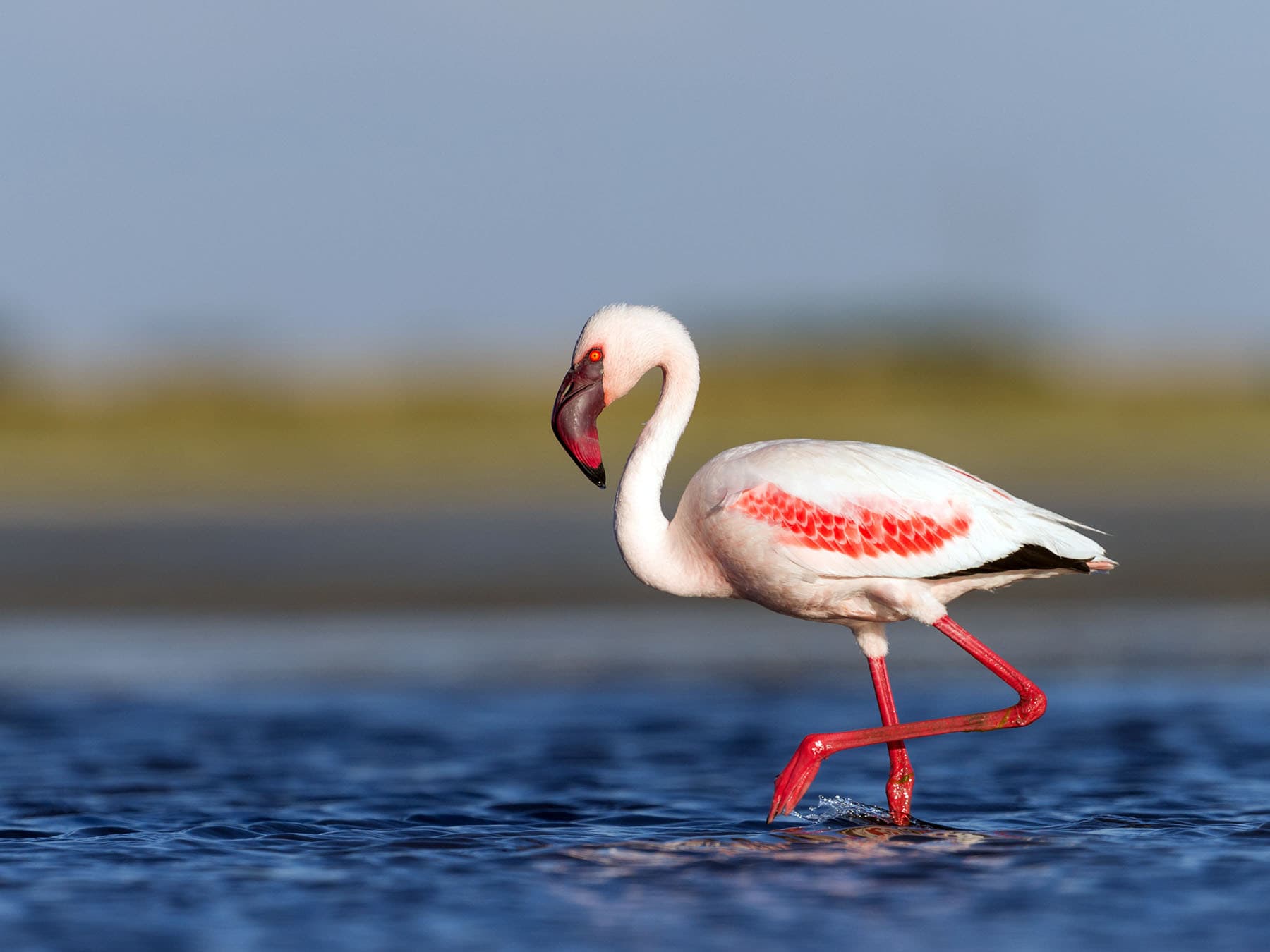 Lesser flamingo wading through water
