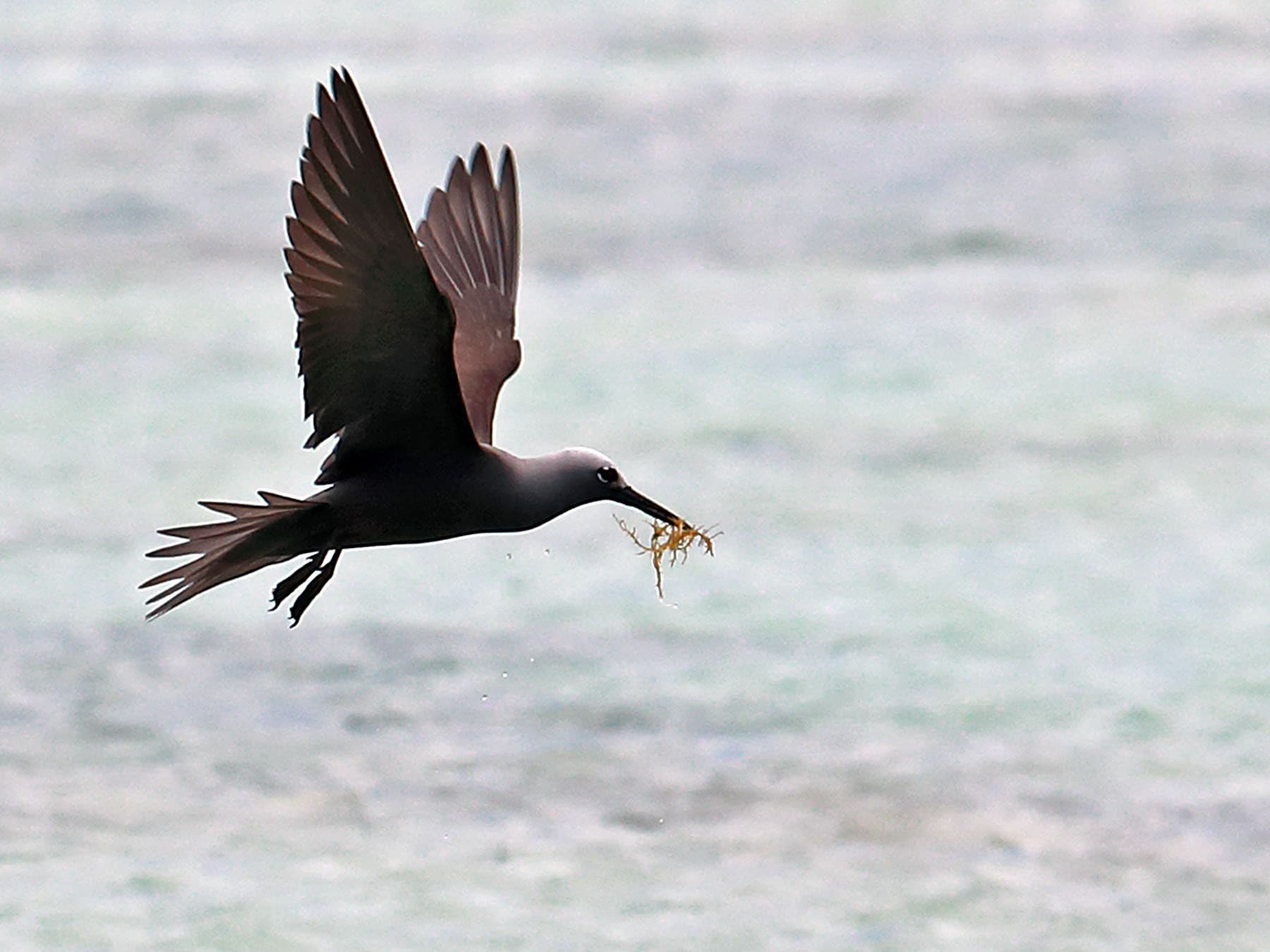 Lesser Noddy in-flight carrying nesting materials in its beak