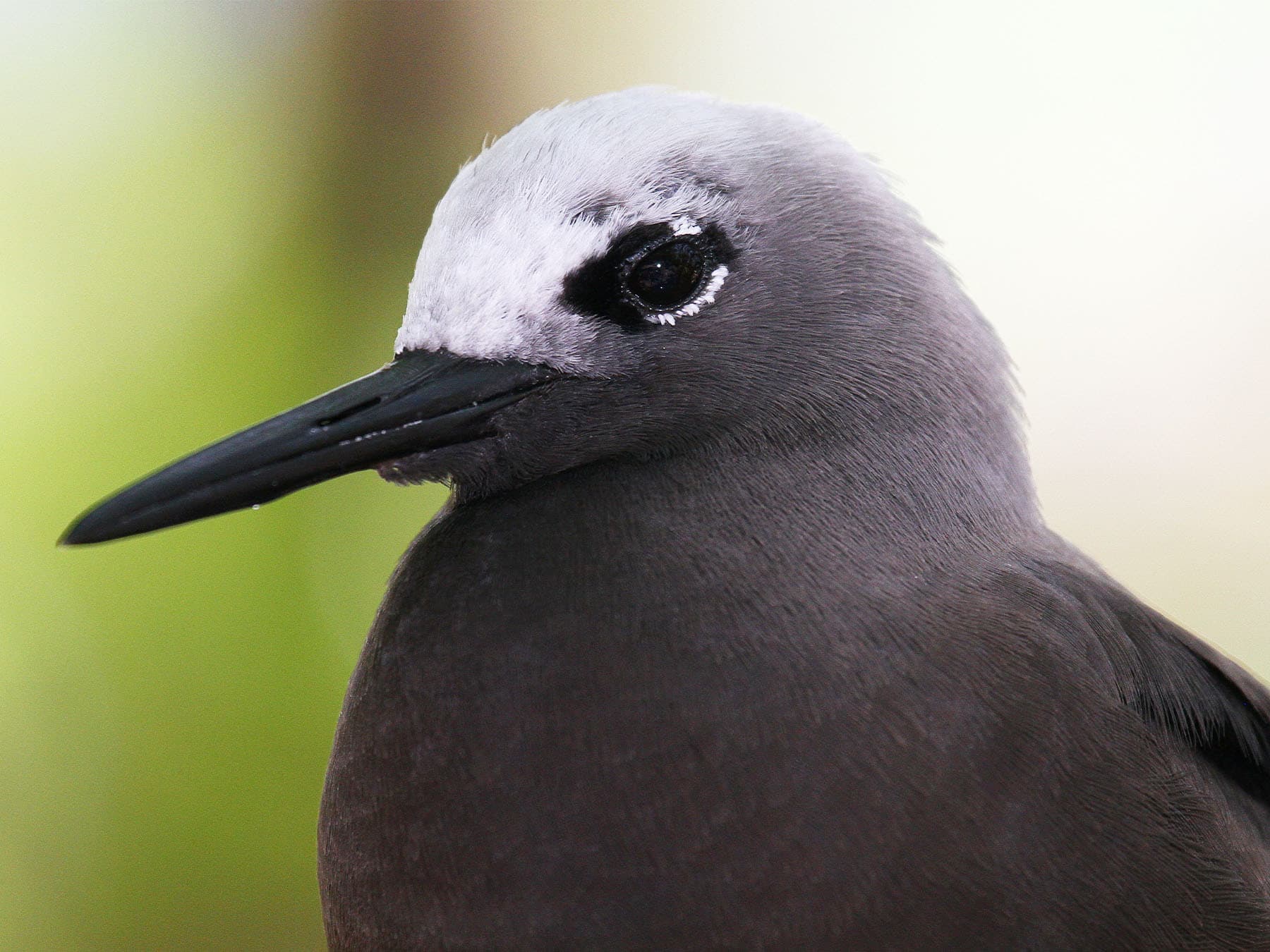 Portrait of a Lesser Noddy