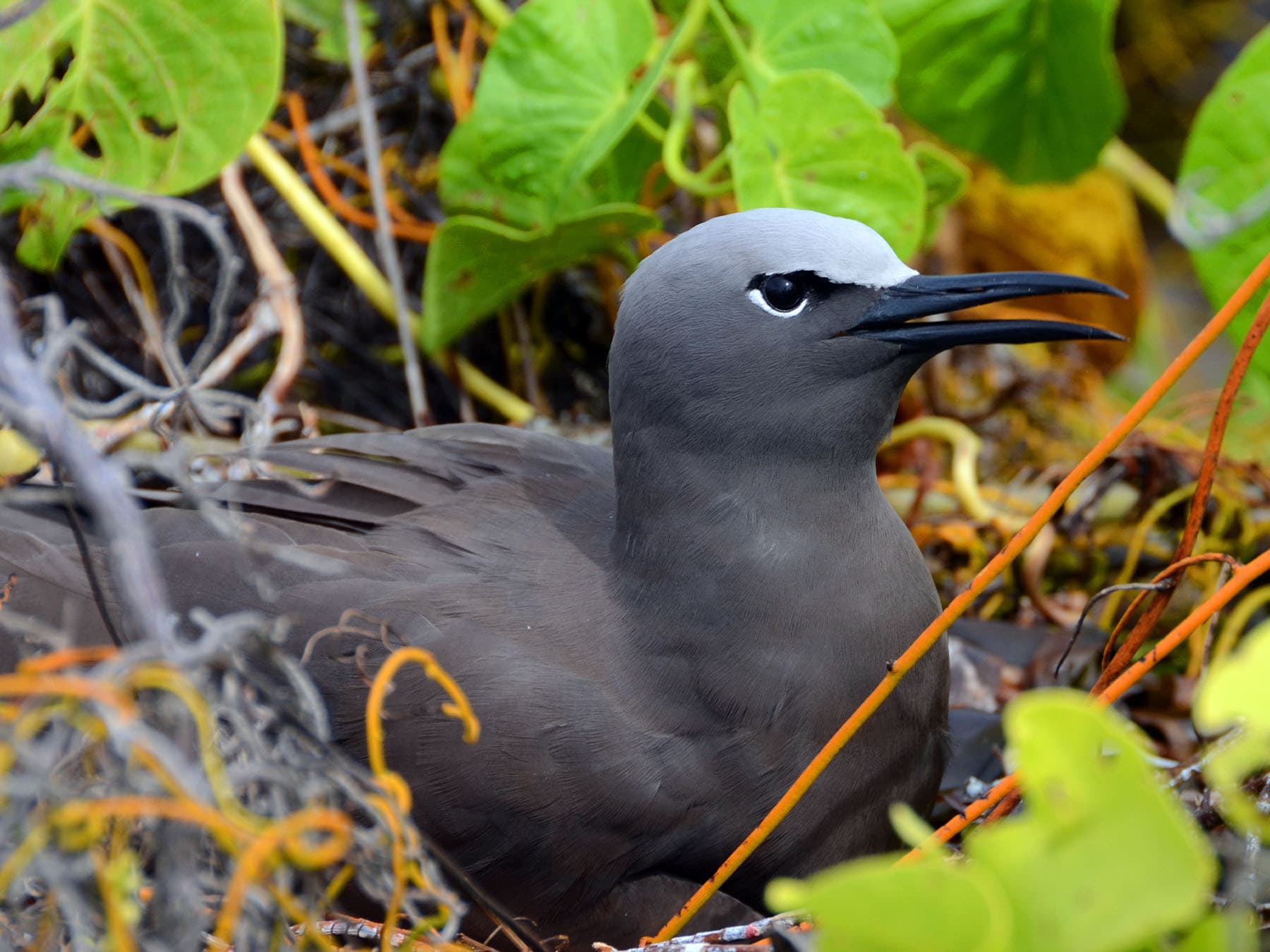 Lesser Noddy sitting on nest