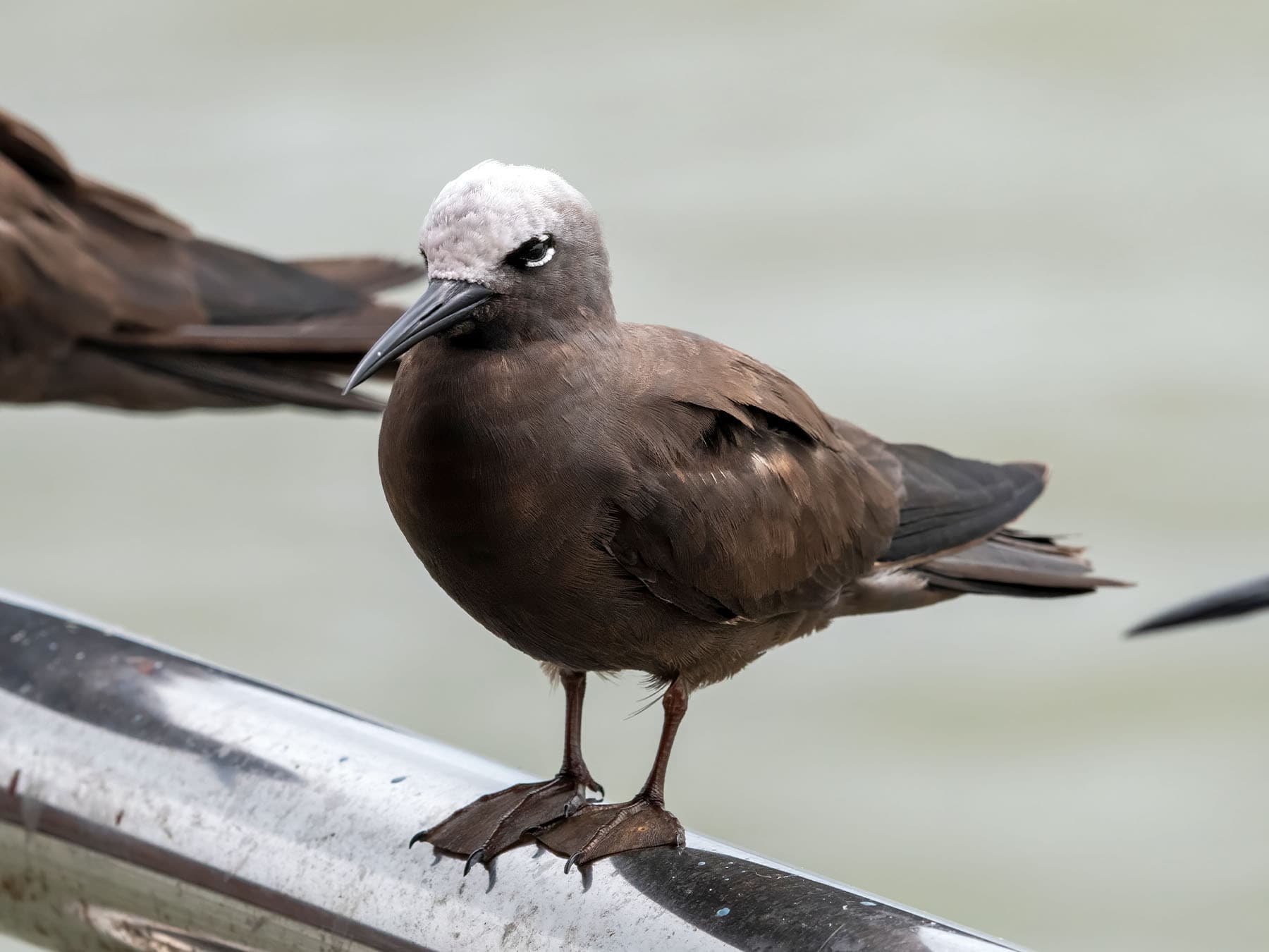 Lesser Noddy