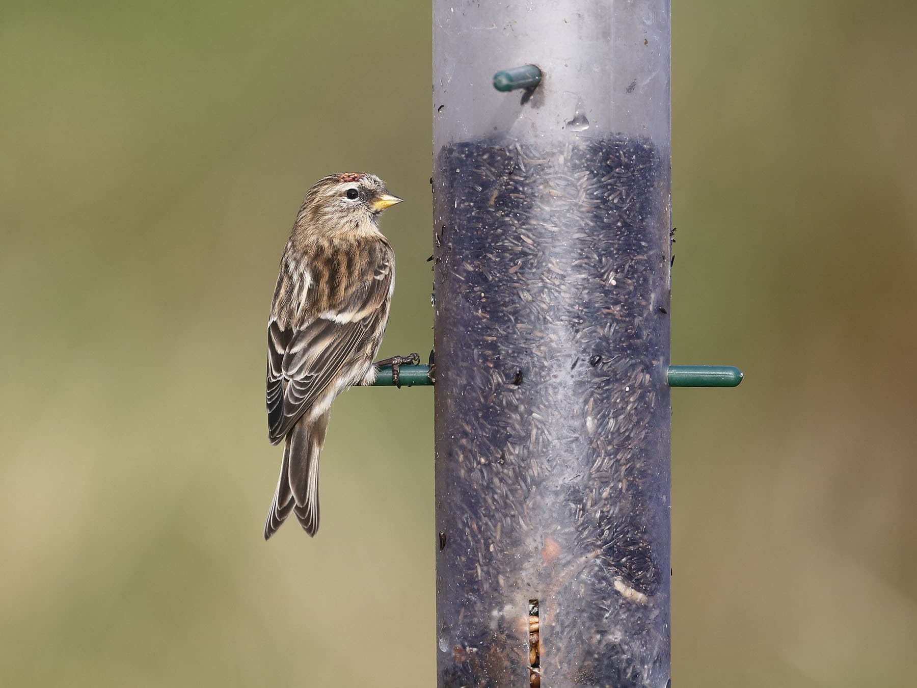Lesser Redpoll eating nyjer seed from a bird feeder