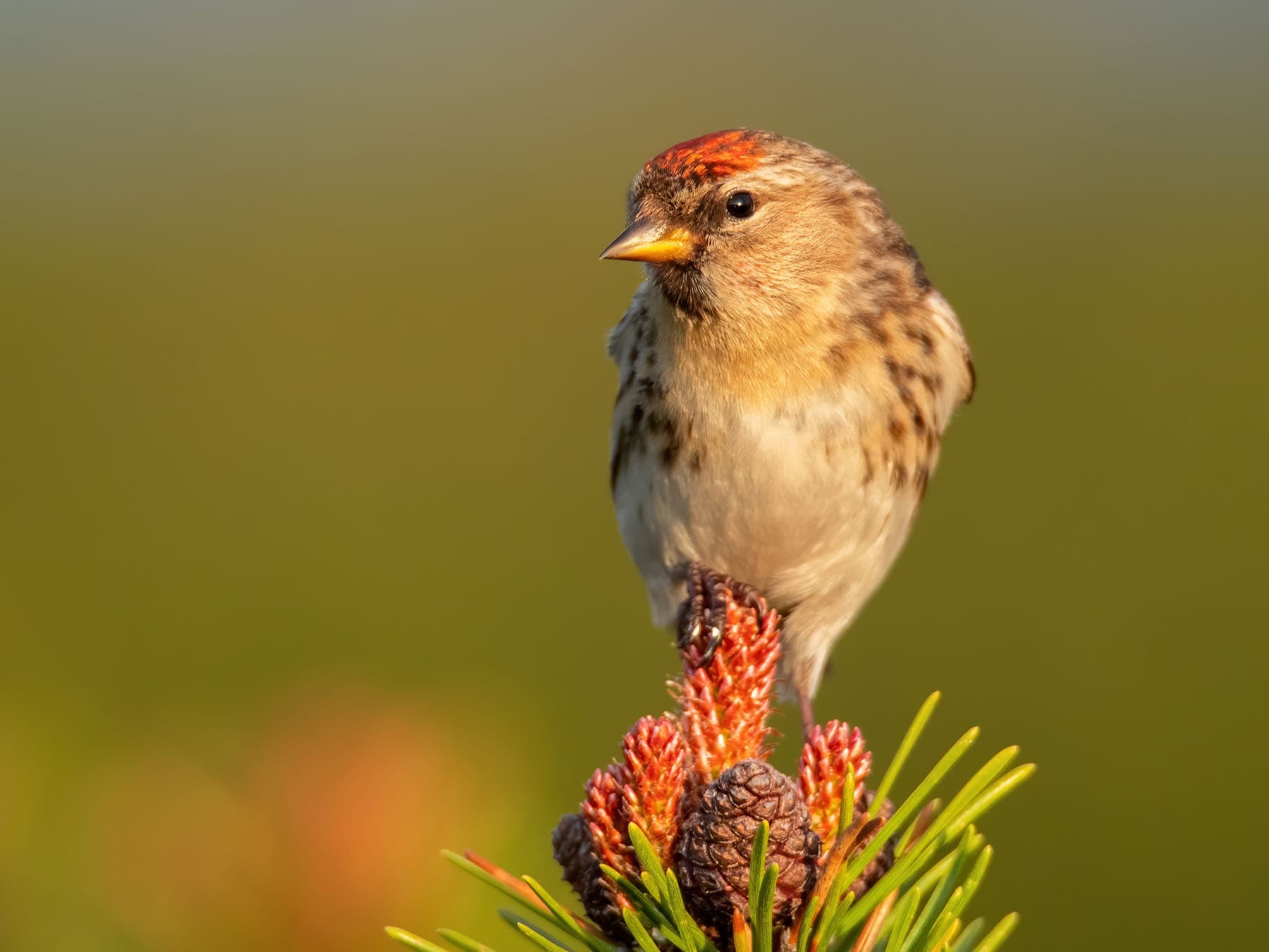 Close up of a Lesser Redpoll