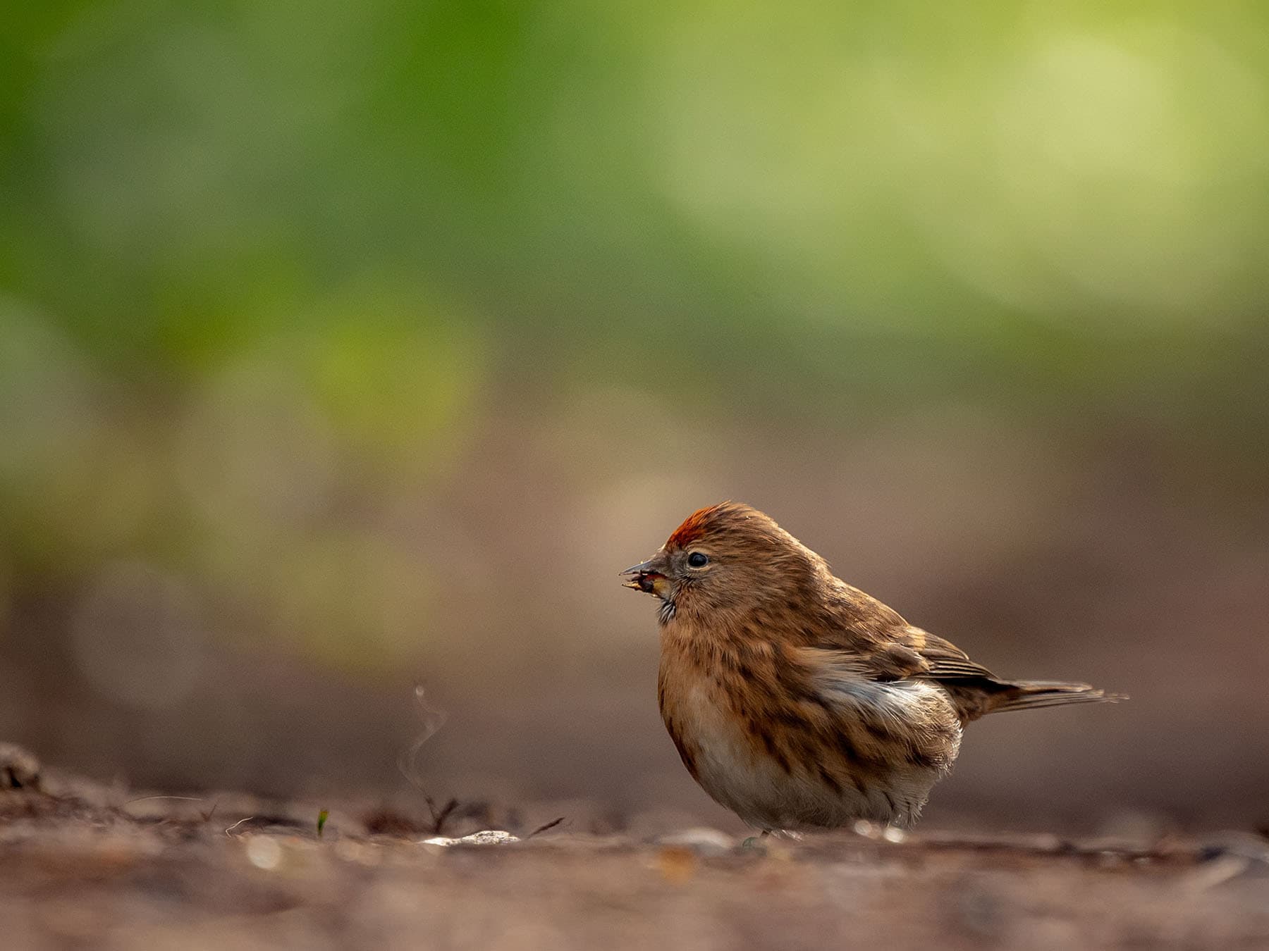 Lesser Redpoll on the ground, looking for food