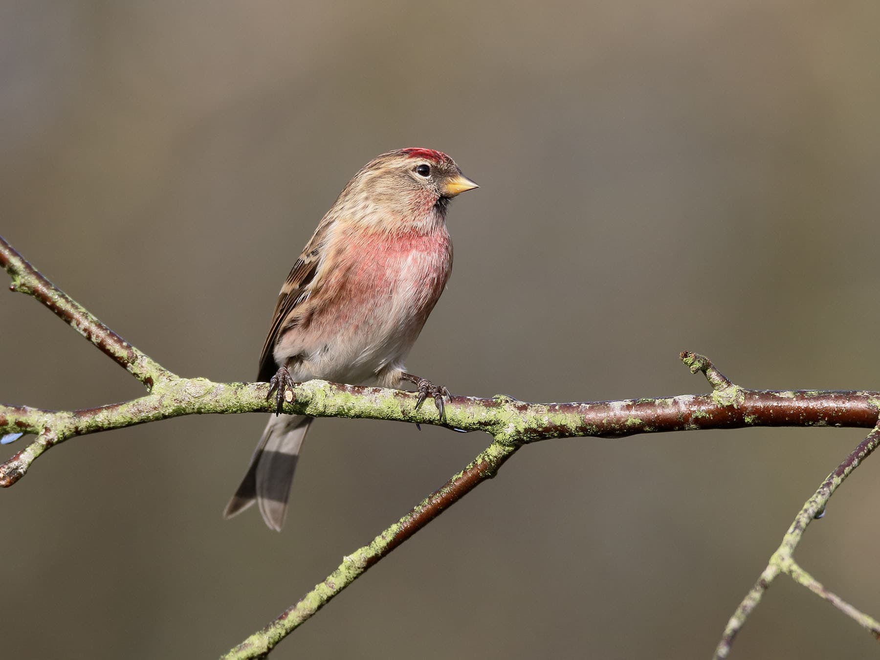 Lesser Redpolls are commonly spotted in both deciduous and coniferous woodlands