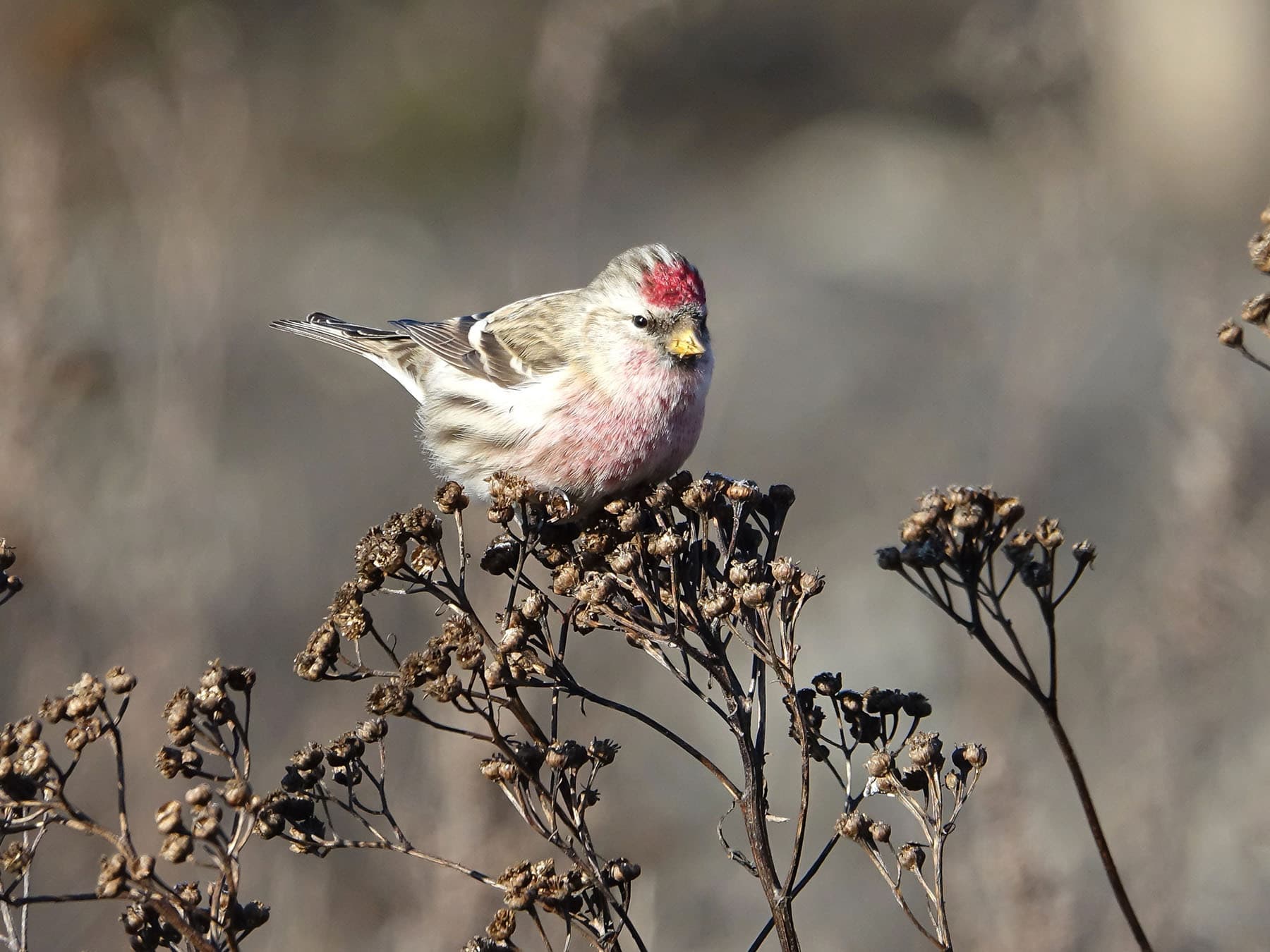 Lesser Redpoll in nonbreeding plumage