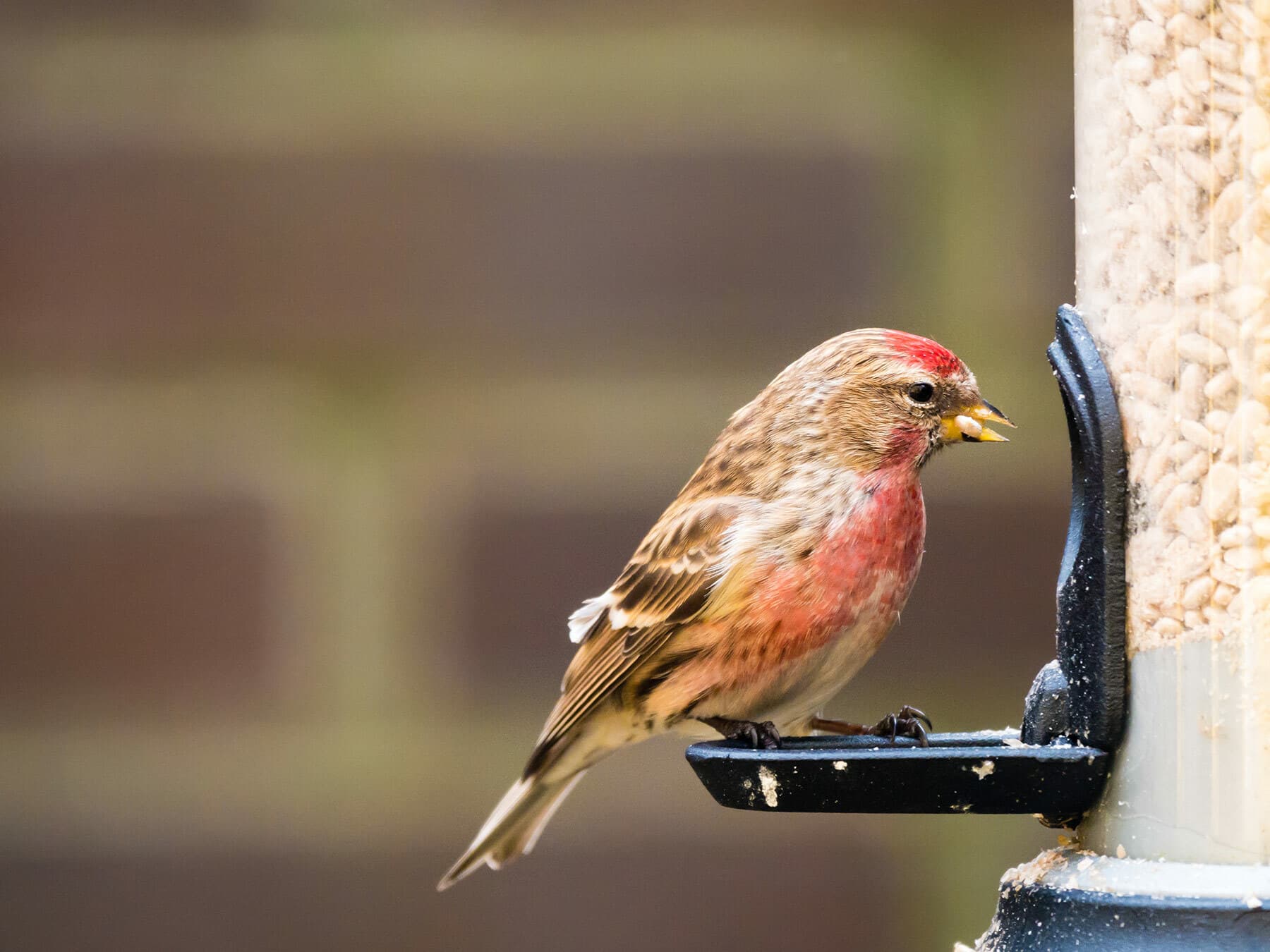 Lesser Redpoll on a garden feeder - they are one of the smallest birds you'll see coming to feeders