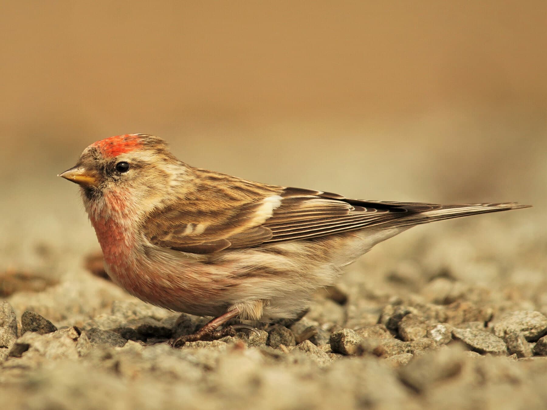 Close up of a Lesser Redpoll on the ground, foraging for food