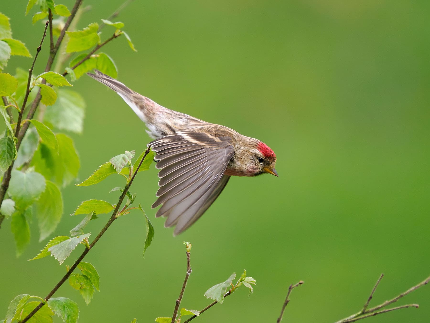 Lesser Redpoll taking off for flight