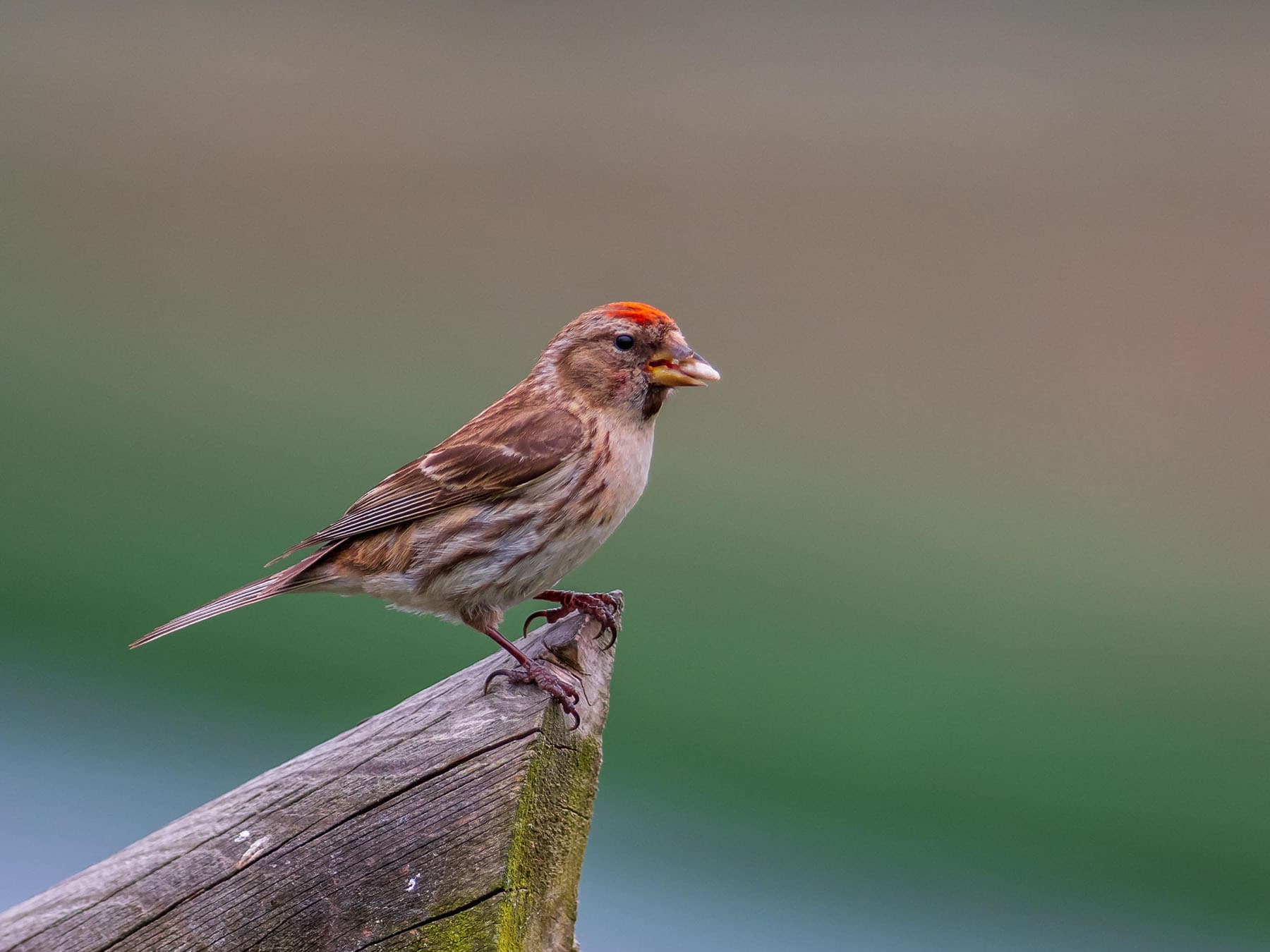 Lesser Redpoll on a perch with a seed in beak