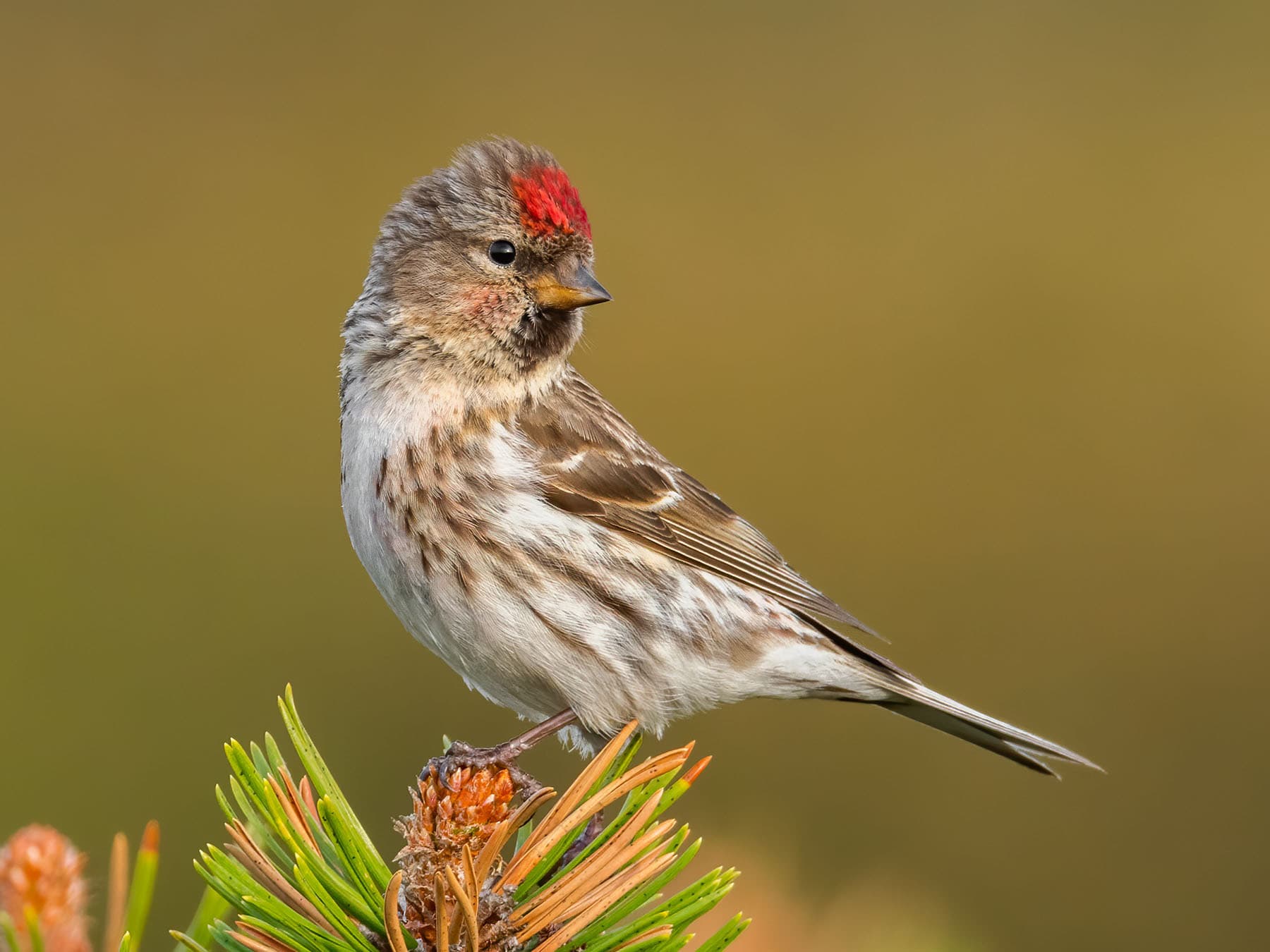 Lesser Redpoll