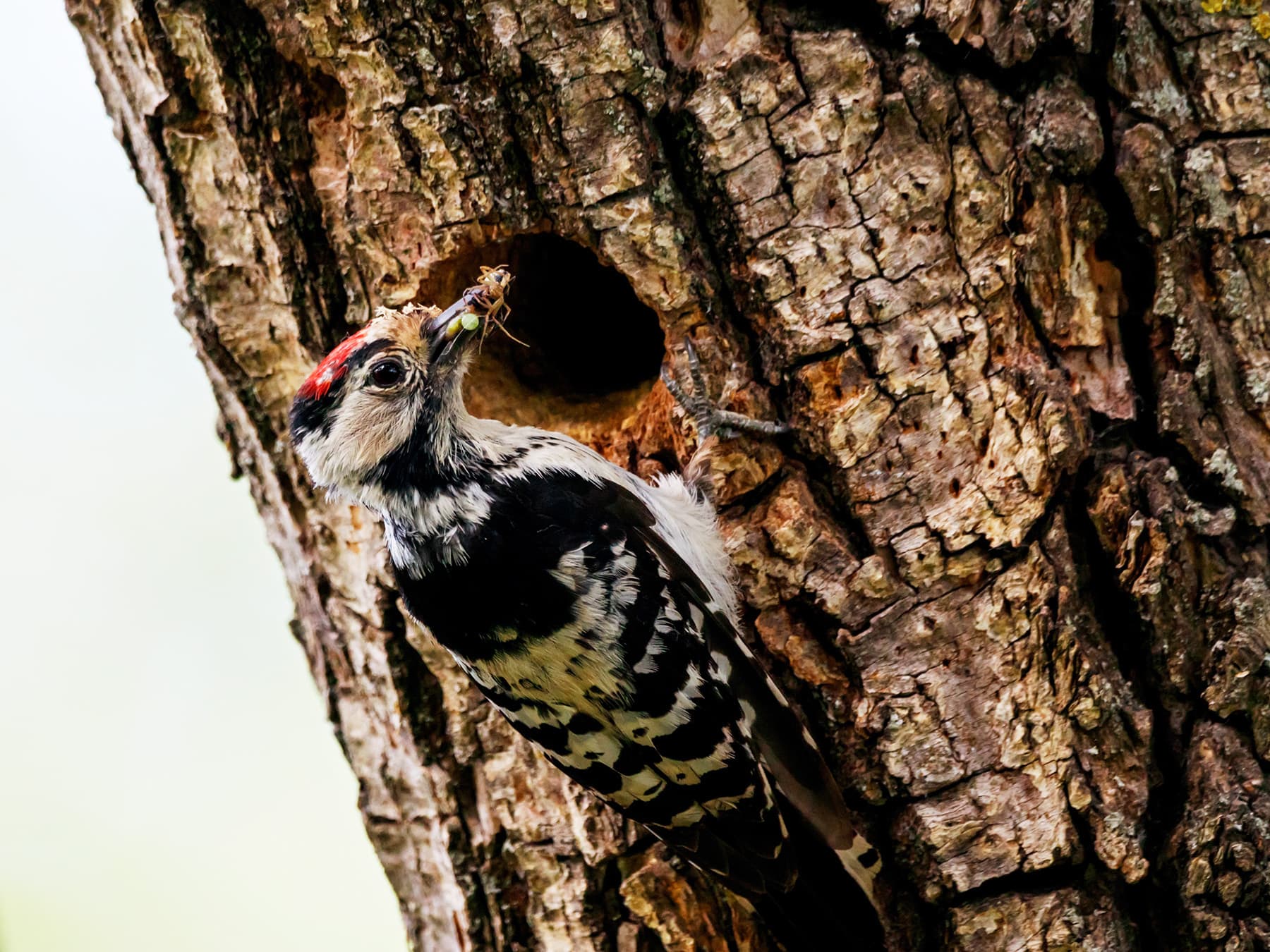 Lesser Spotted Woodpecker bringing food to the nest