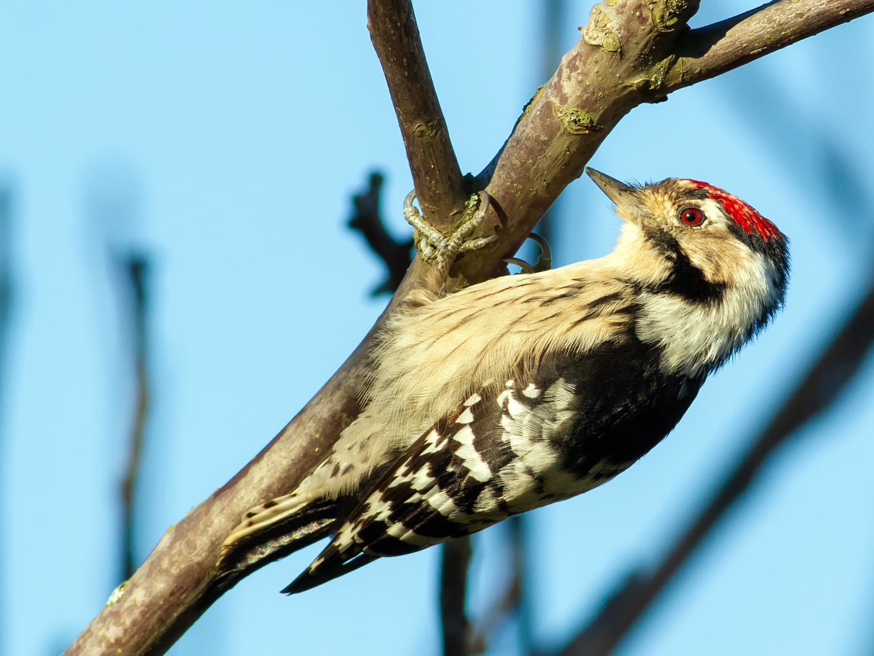 Lesser Spotted Woodpecker searching for food