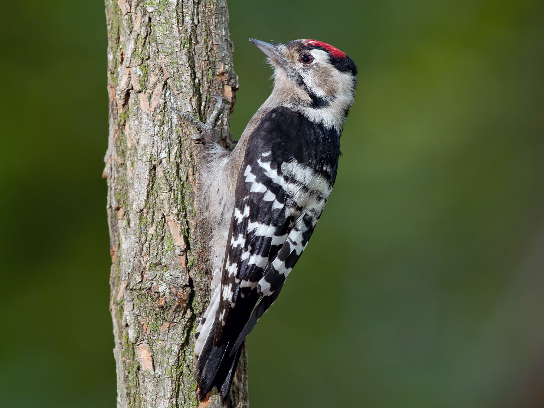 Male Lesser Spotted Woodpecker