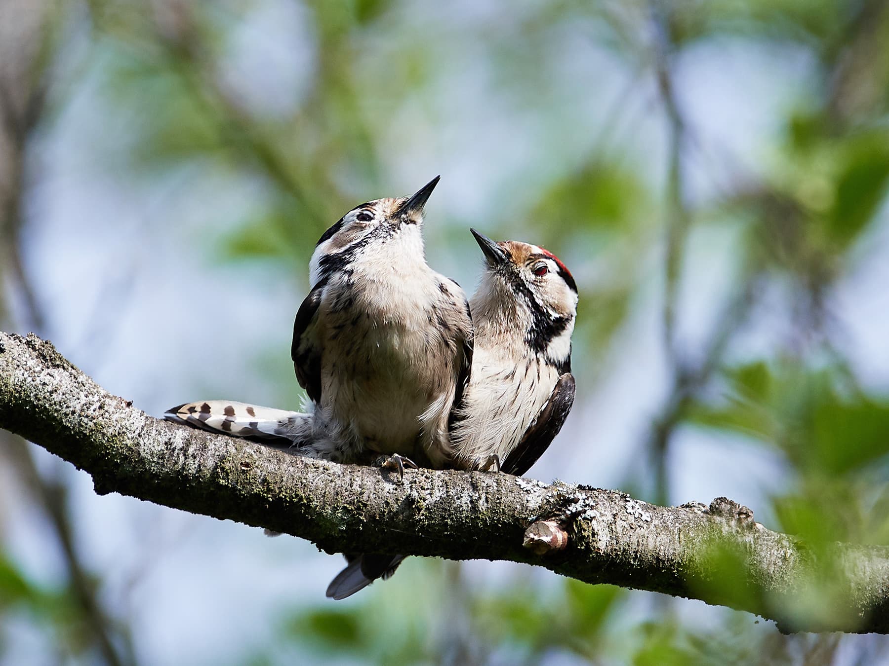 Pair of Lesser Spotted Woodpeckers, female (left) and male (right)