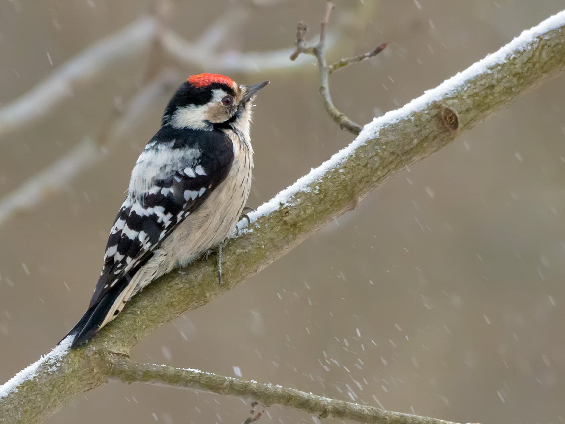 Lesser Spotted Woodpecker perching on a branch during winter