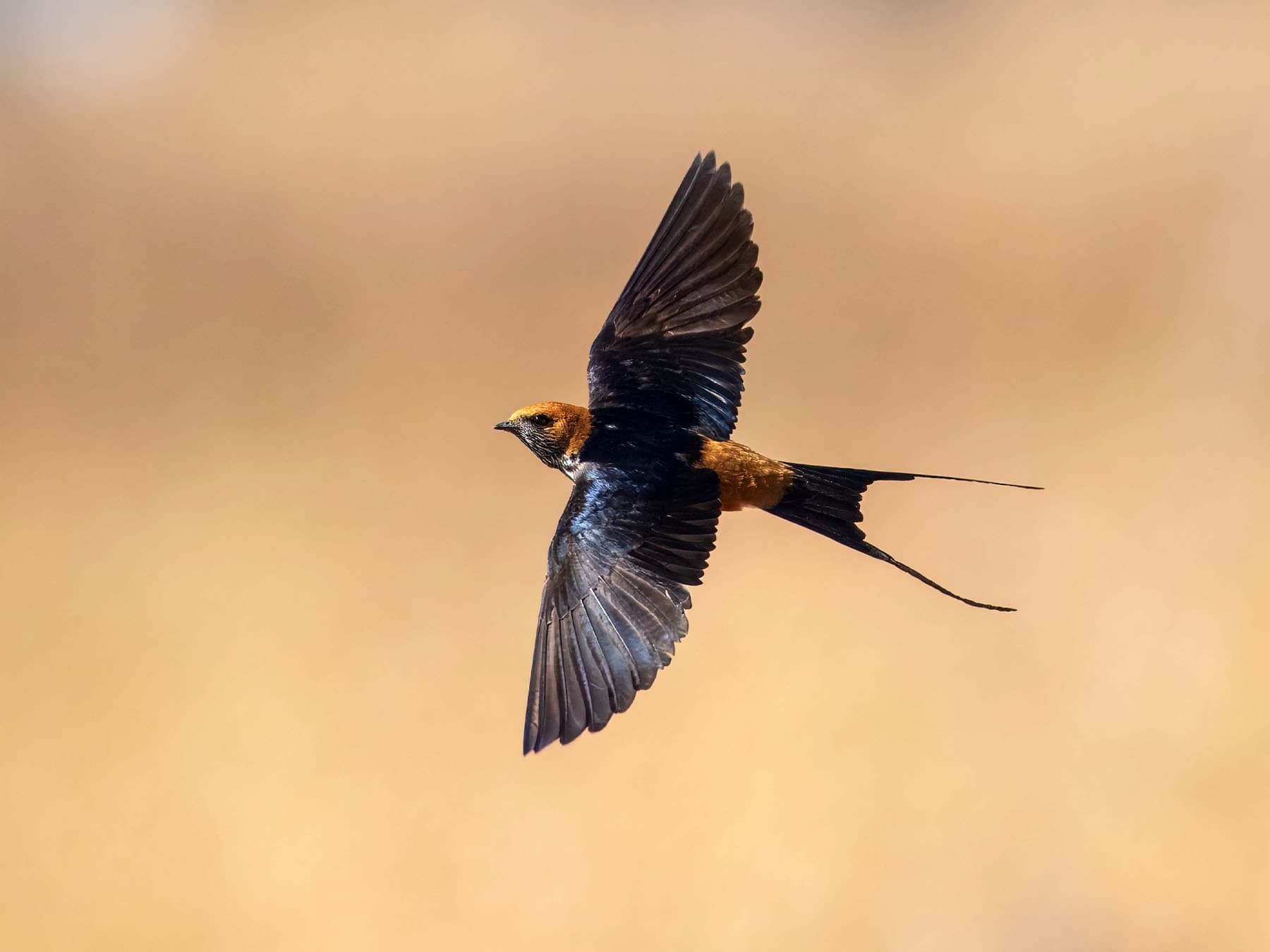 Lesser Striped Swallow in-flight