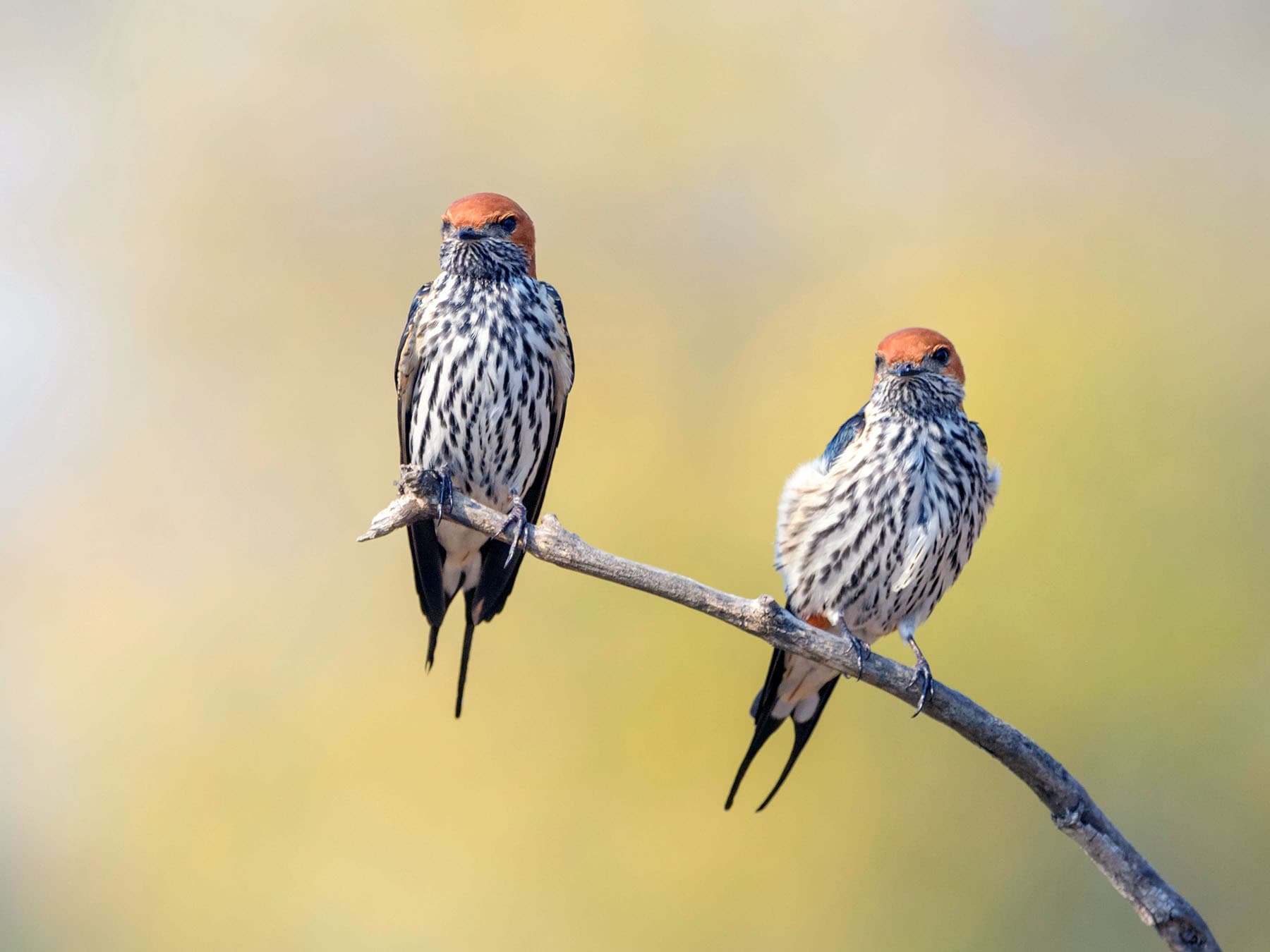 Pair of Lesser Striped Swallows