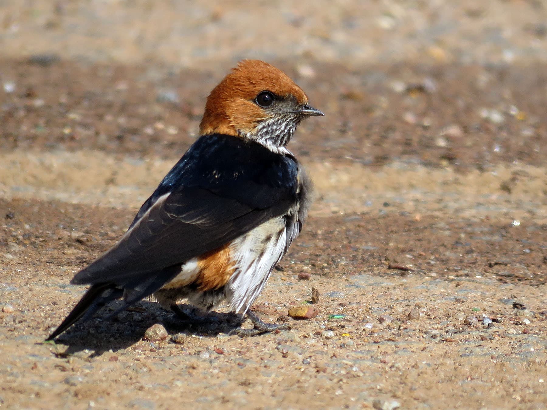 Lesser Striped Swallow