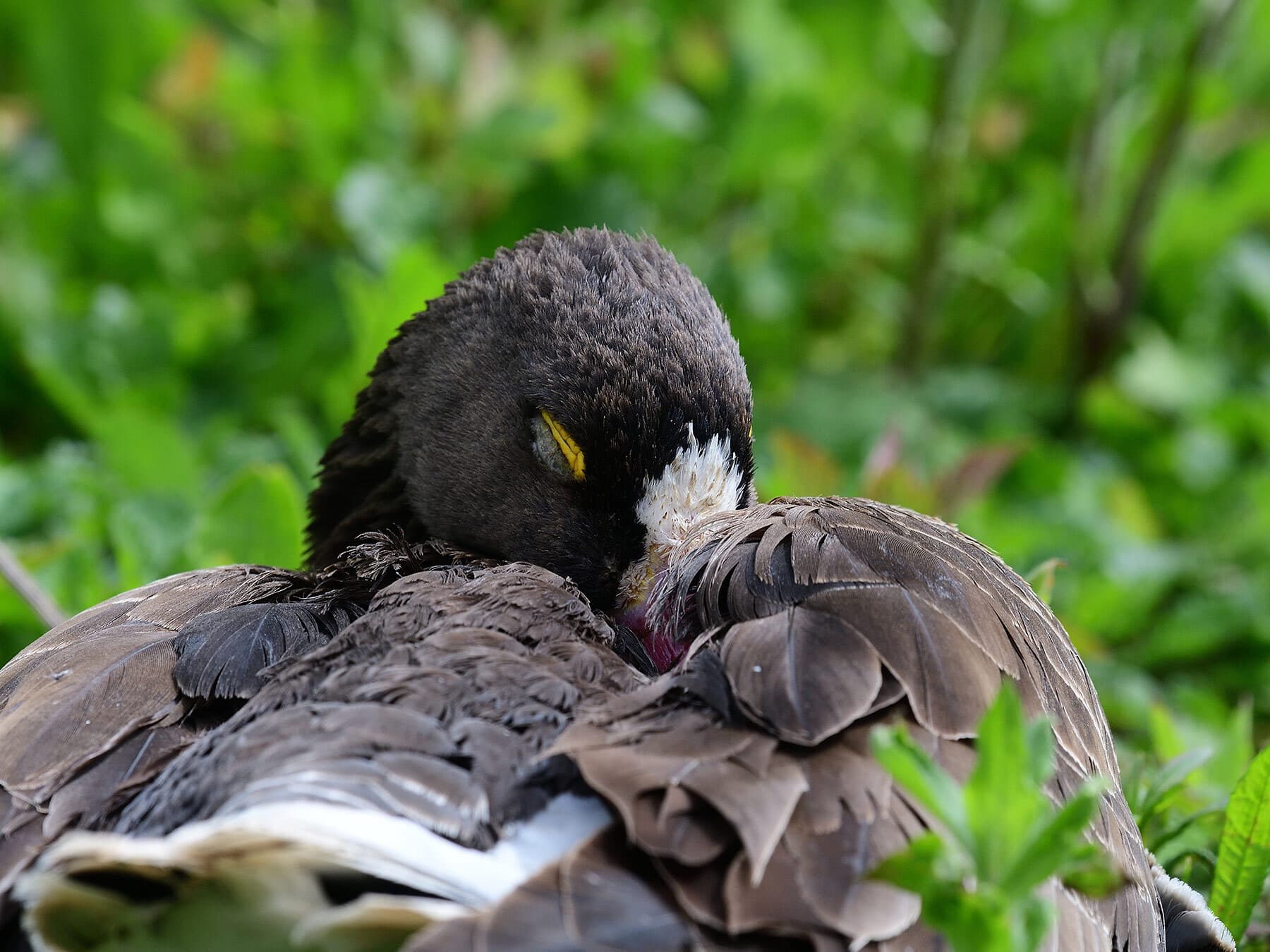 Lesser white fronted goose sleeping