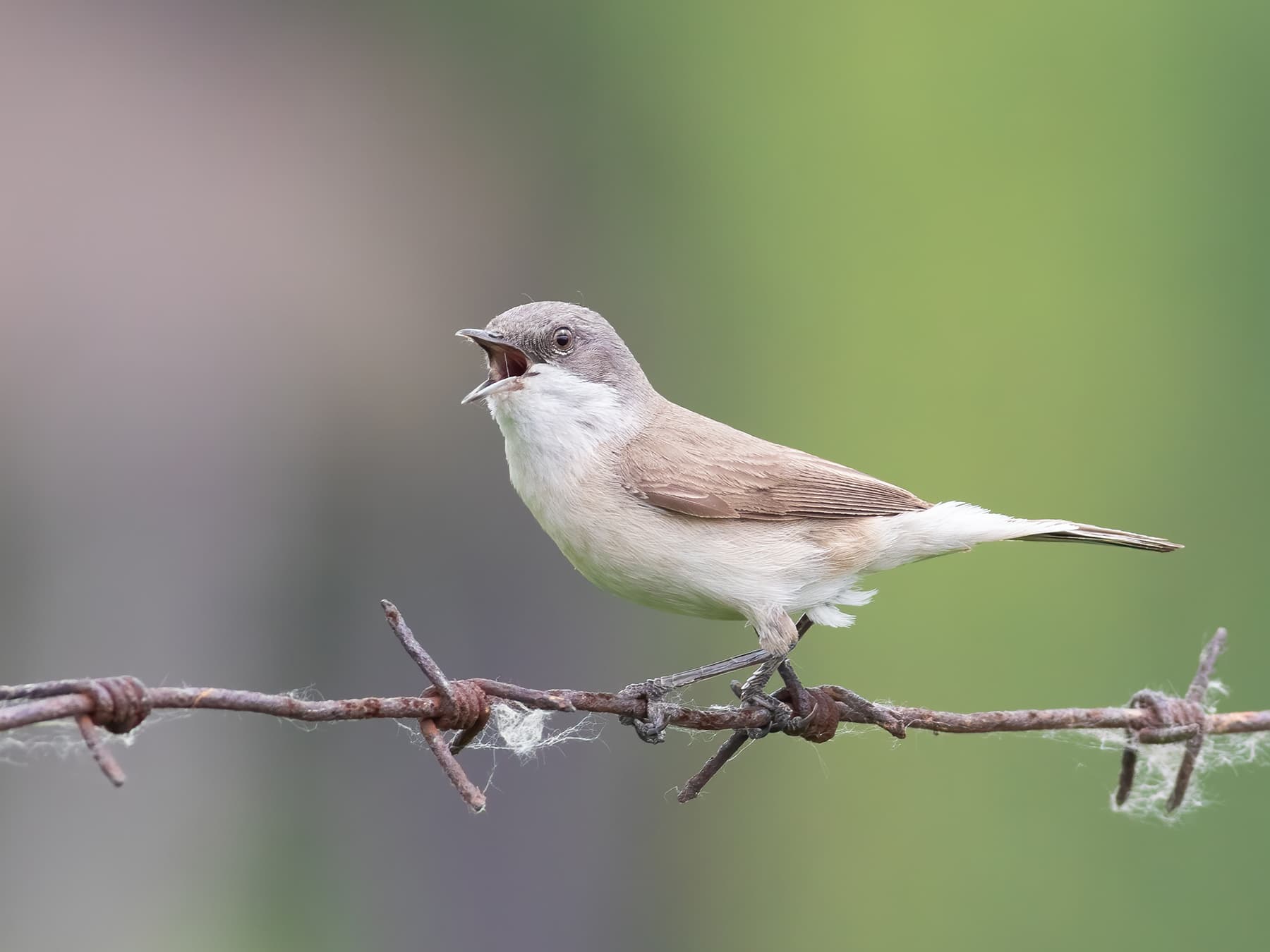 Lesser Whitethroat warbling