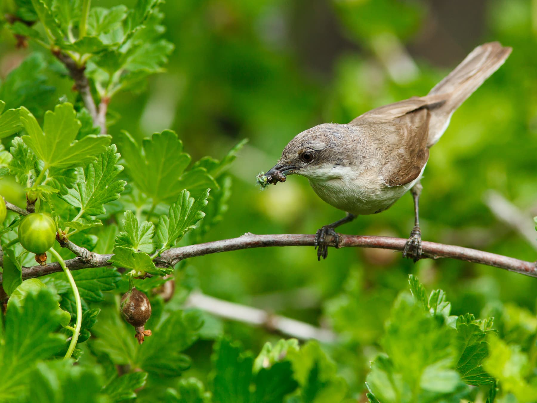 Lesser Whitethroat feeding on insects