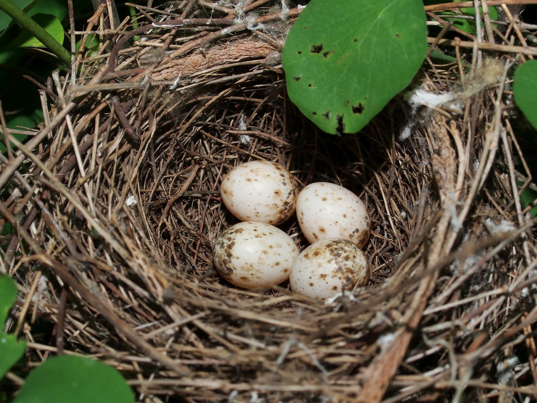 The nest of a Lesser Whitethroat with four eggs