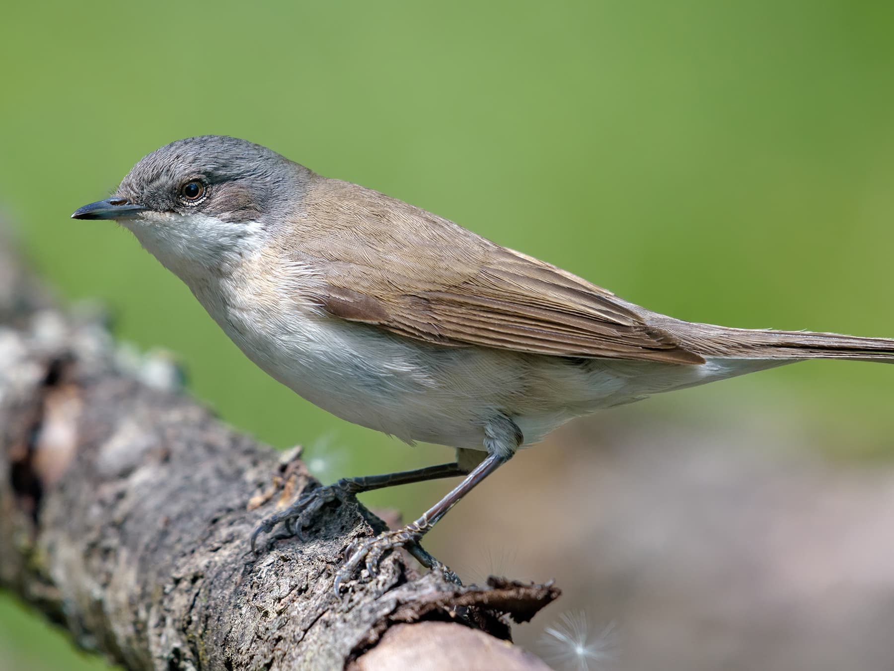 Lesser Whitethroat perching on a branch