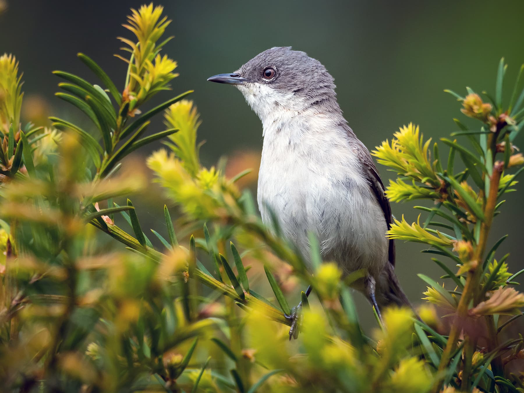 Lesser Whitethroat in its natural habitat