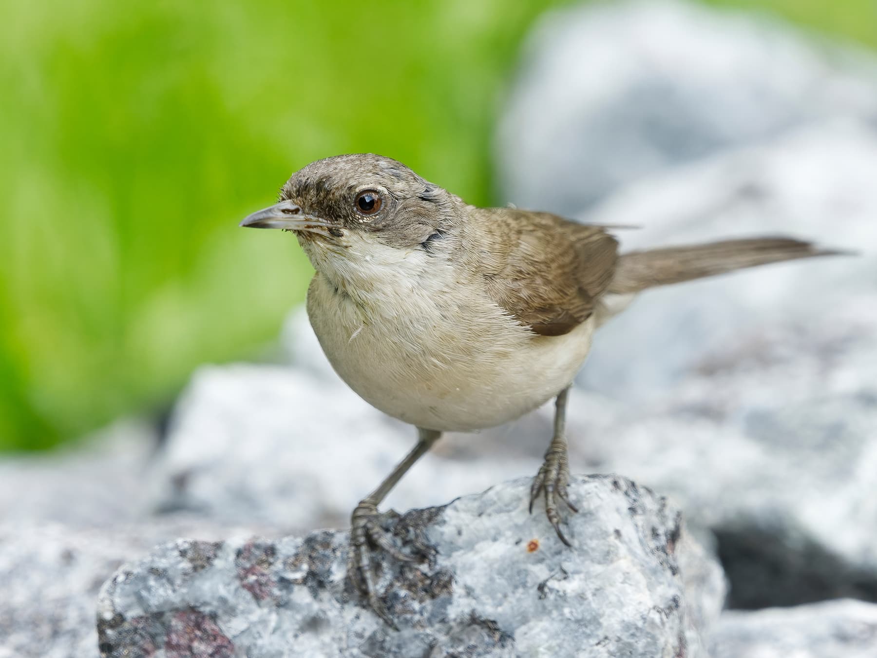 Lesser Whitethroat perching on the rocks