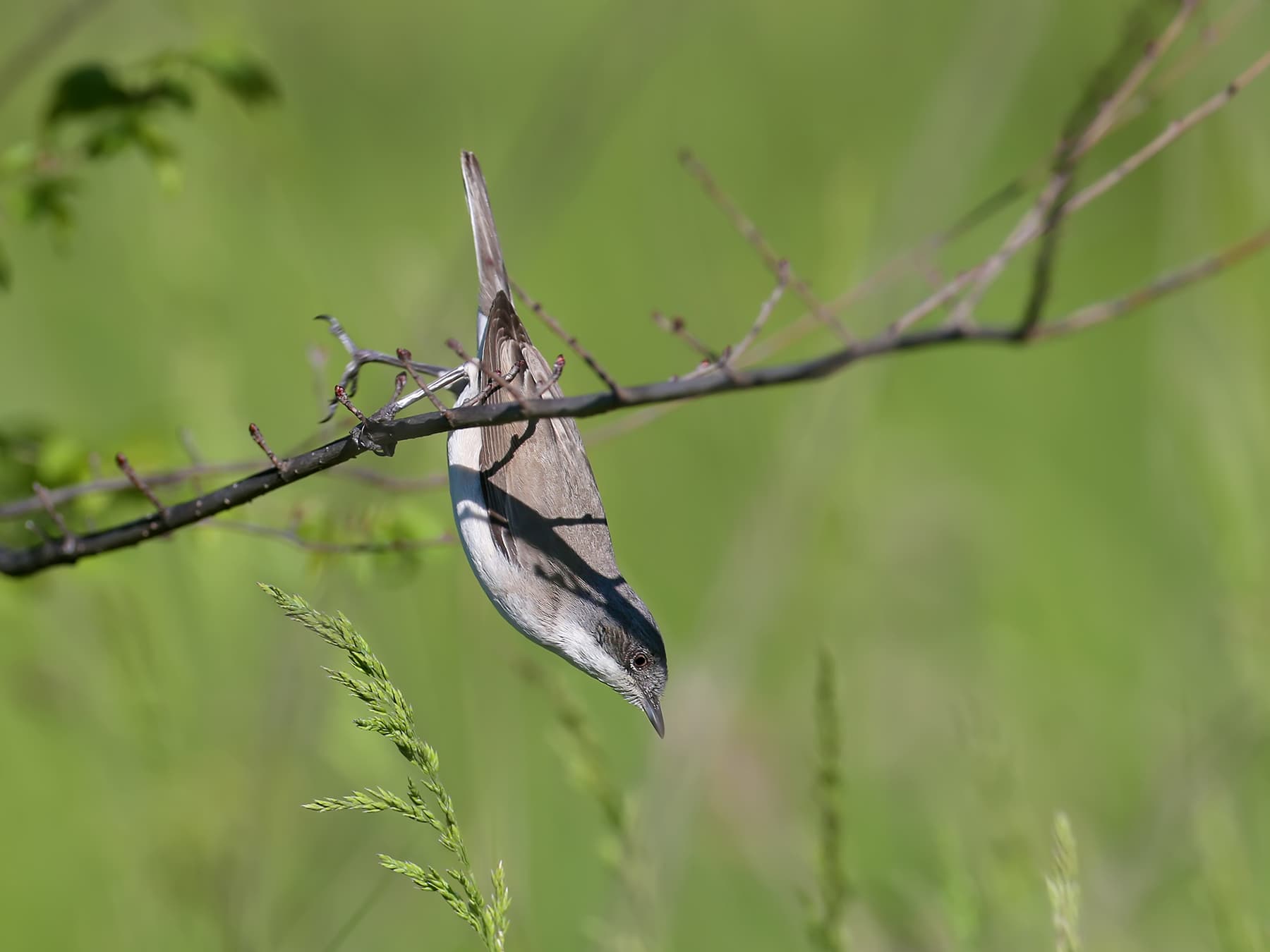 Lesser Whitethroat looking for food