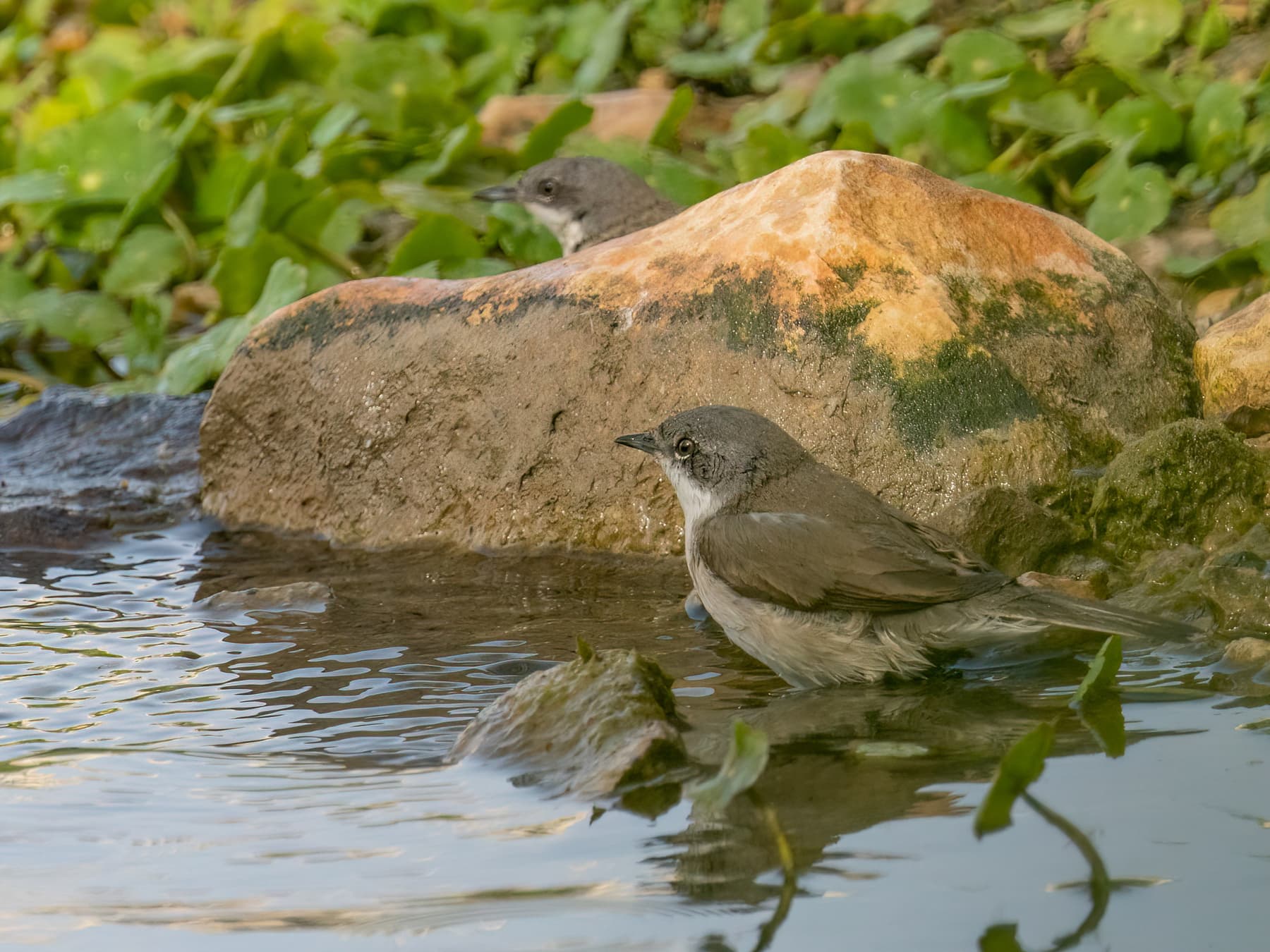 Lesser Whitethroats cooling off in the lake